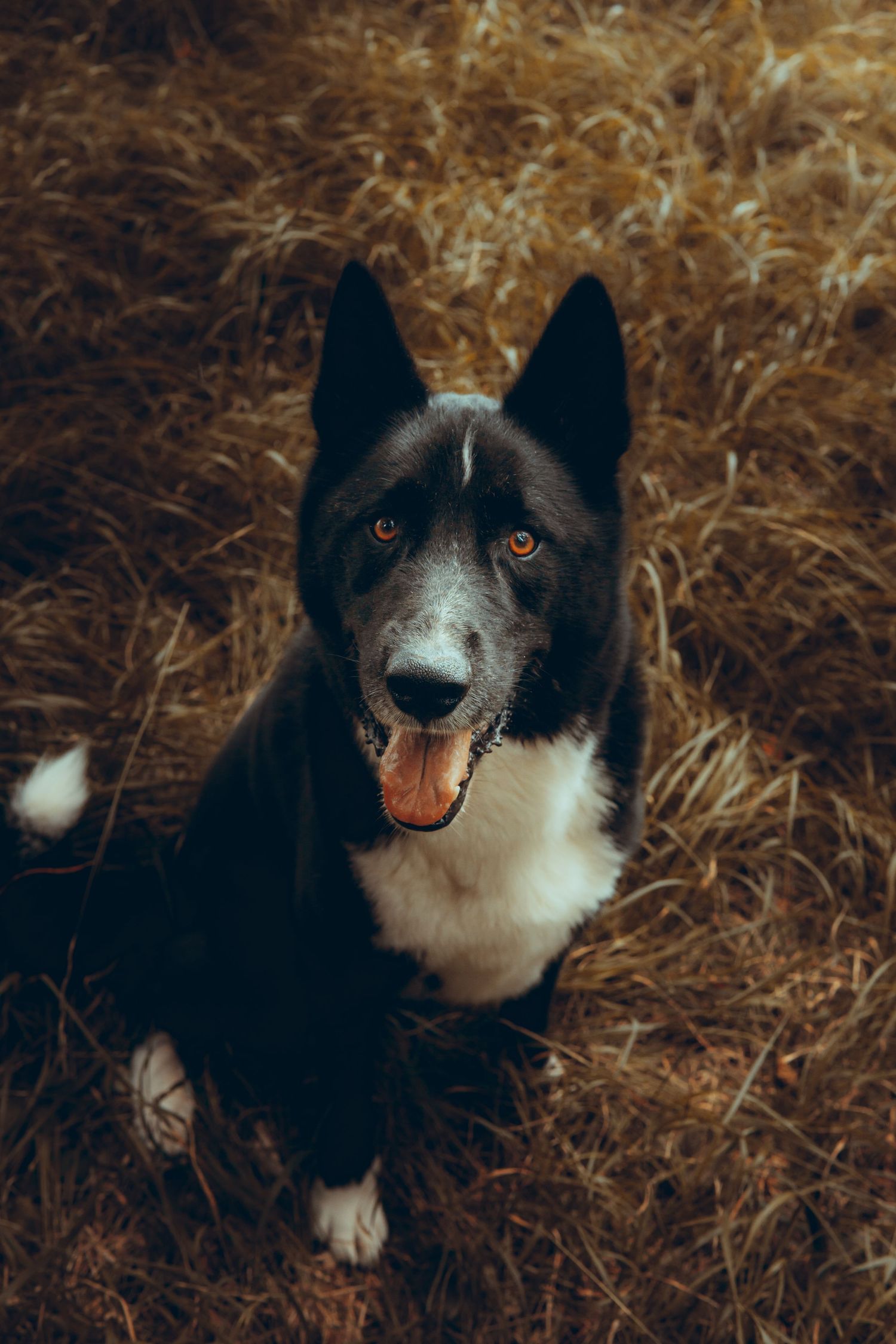 Black and white Border Collie dog sitting in dry golden grass with tongue out.