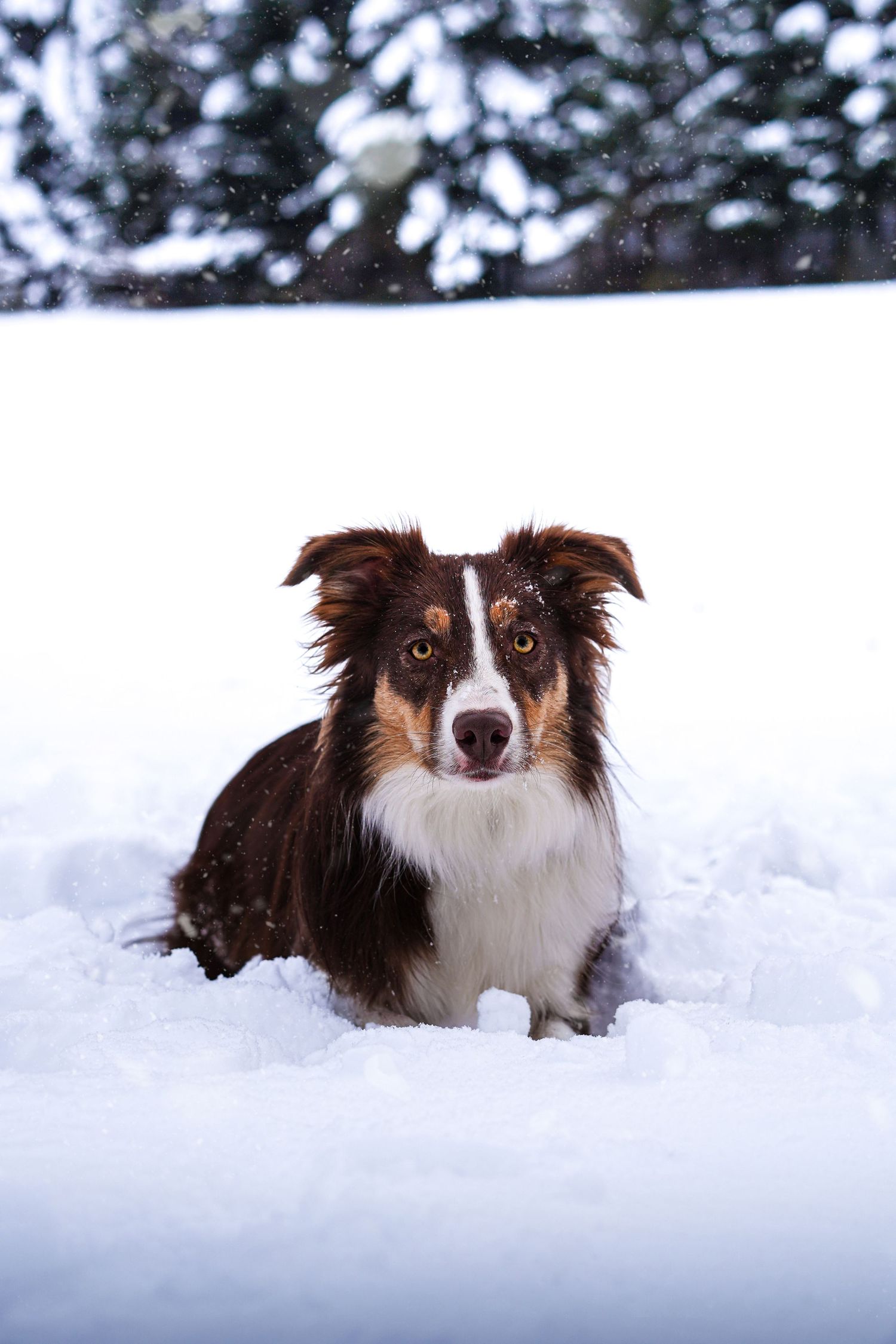 Tricolor Border Collie dog lying in deep snow with winter trees in background.