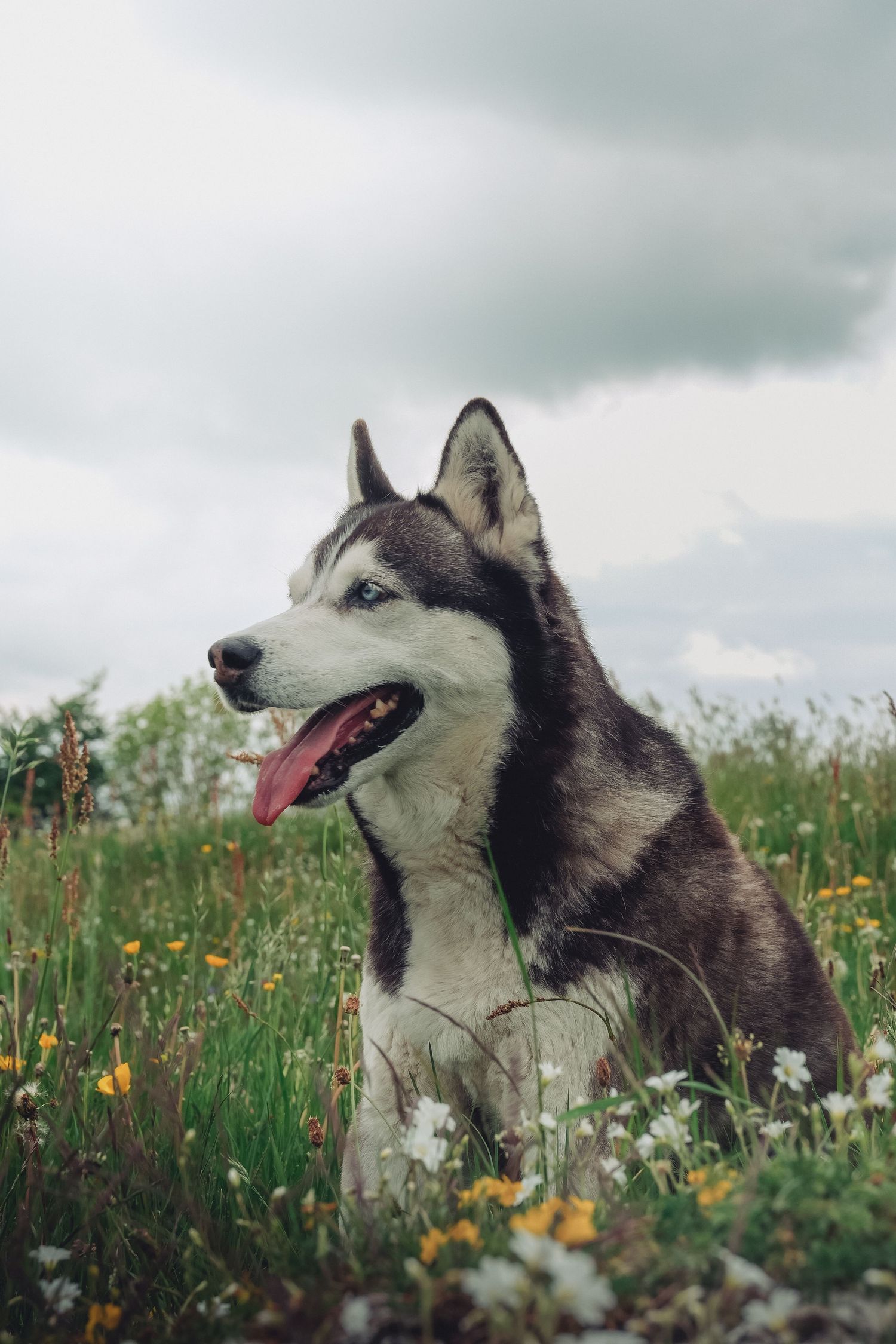 Siberian Husky dog with blue eyes lying in a wildflower meadow under cloudy sky.