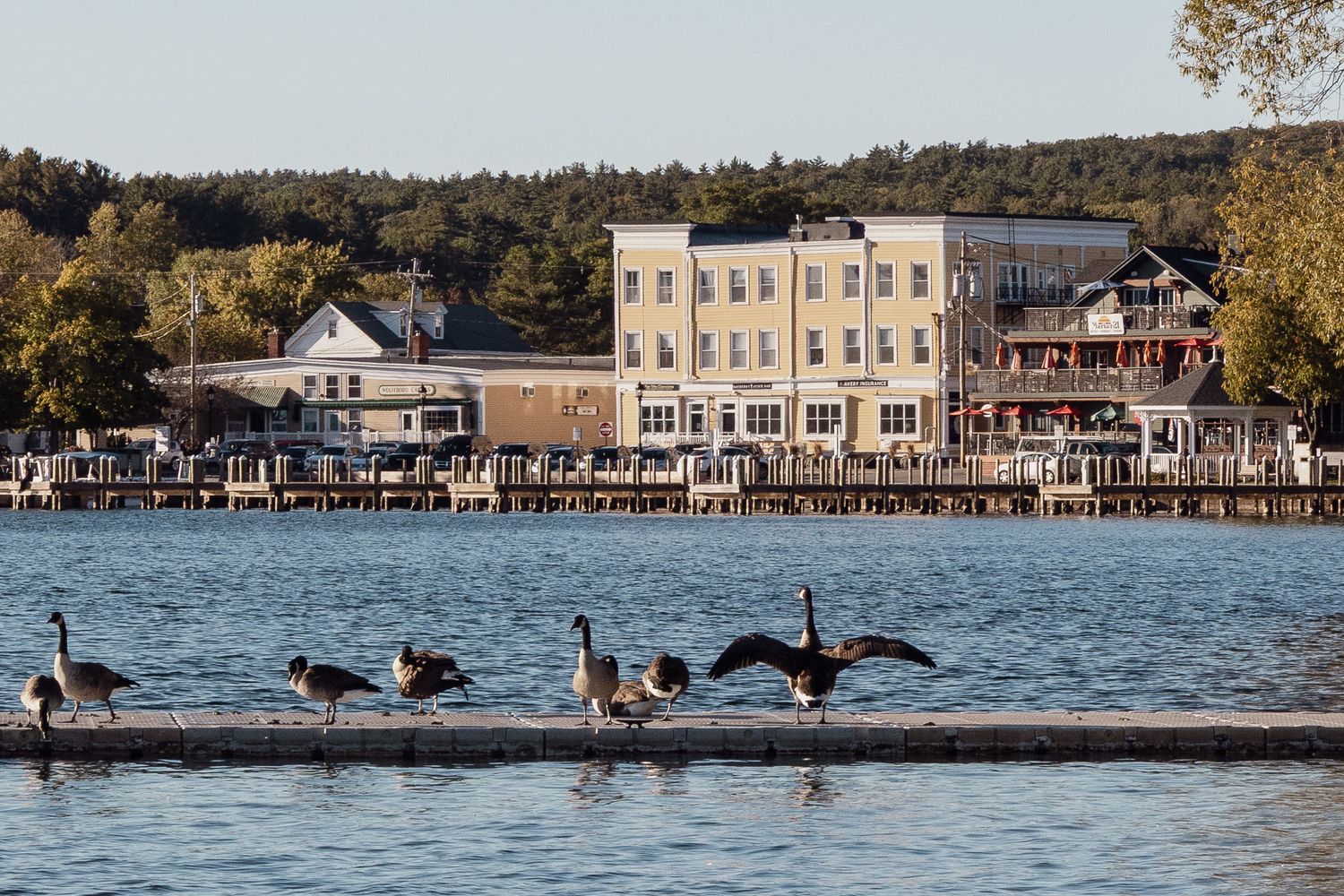 Geese swim in a lake with waterfront homes and docks visible along the shoreline on a sunny autumn day.