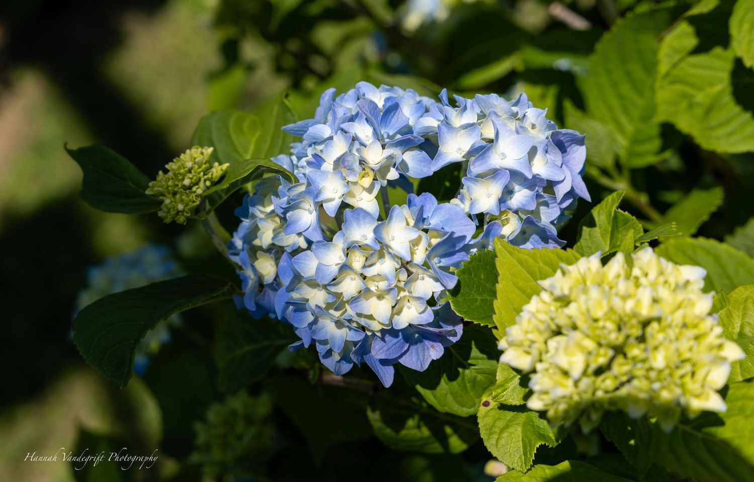 Blue and white hydrangea flowers blooming among green foliage in natural sunlight.