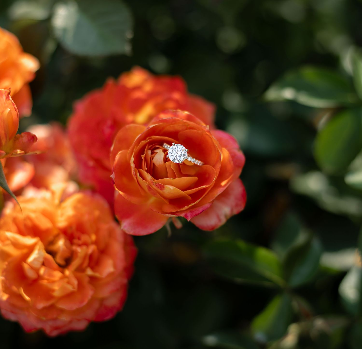 Close-up view of vibrant orange roses with ruffled petals blooming in a garden setting.