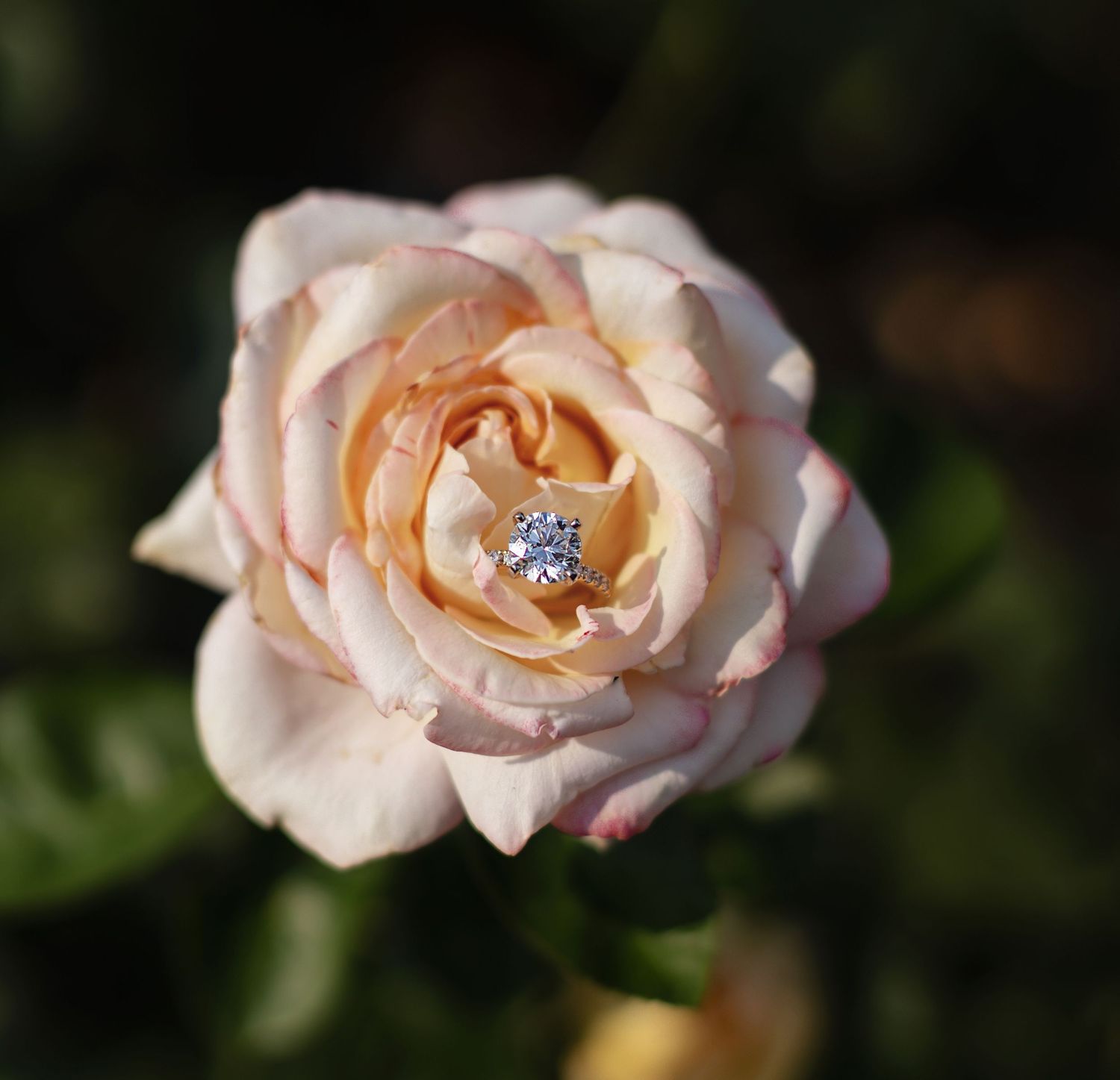 A soft peach-colored rose bloom with delicate petals shown in close-up detail against a dark background.