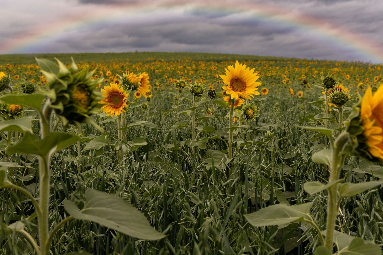 A vibrant sunflower field stretches to the horizon under dramatic storm clouds with a rainbow in the distance.