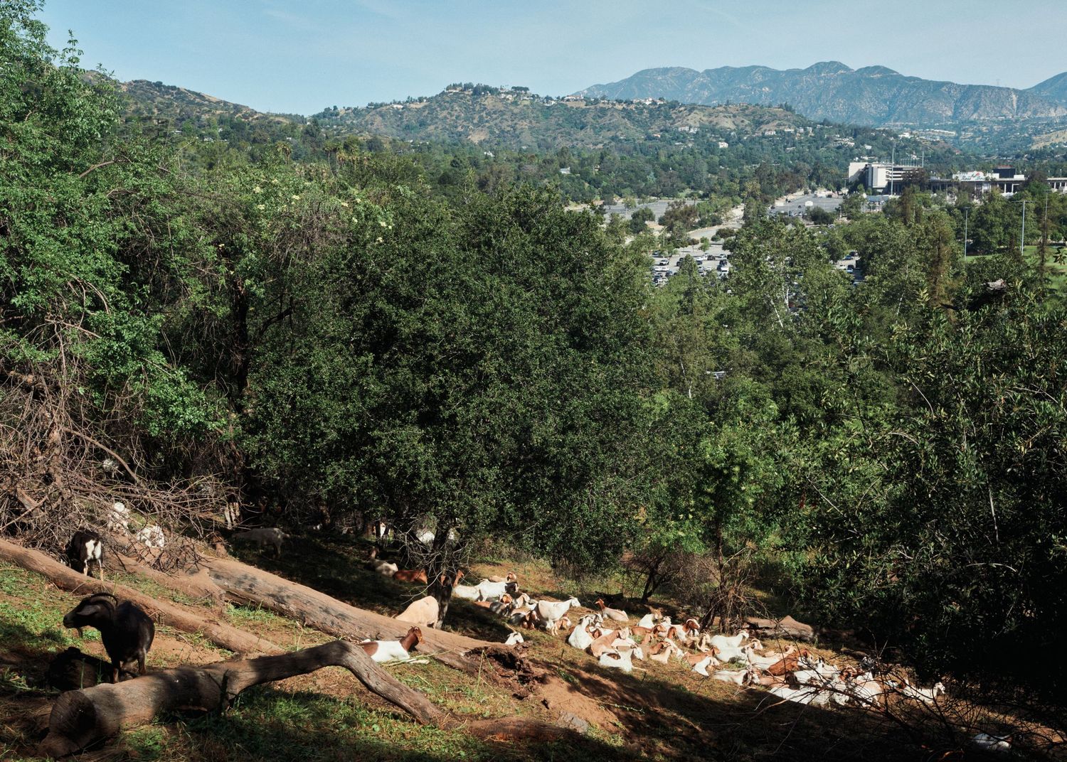 A herd of goats grazes along the Arroyo Seco channel in Pasadena with the San Gabriel Mountains visible in the distance.