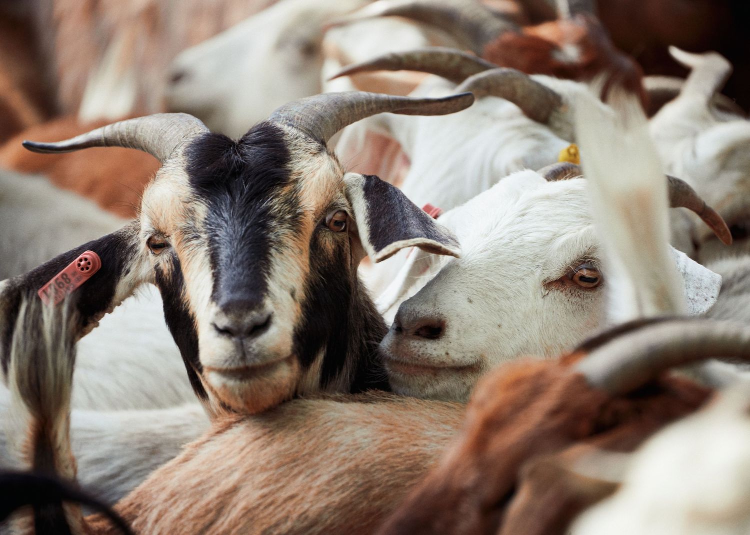 A black-faced goat with pink and orange ear tags stands among the herd at the Arroyo Seco grazing release in Pasadena.