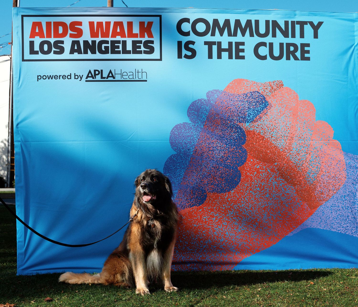 A dog sits in front of a bright blue wall with red cloud-like designs and Los Angeles text visible.