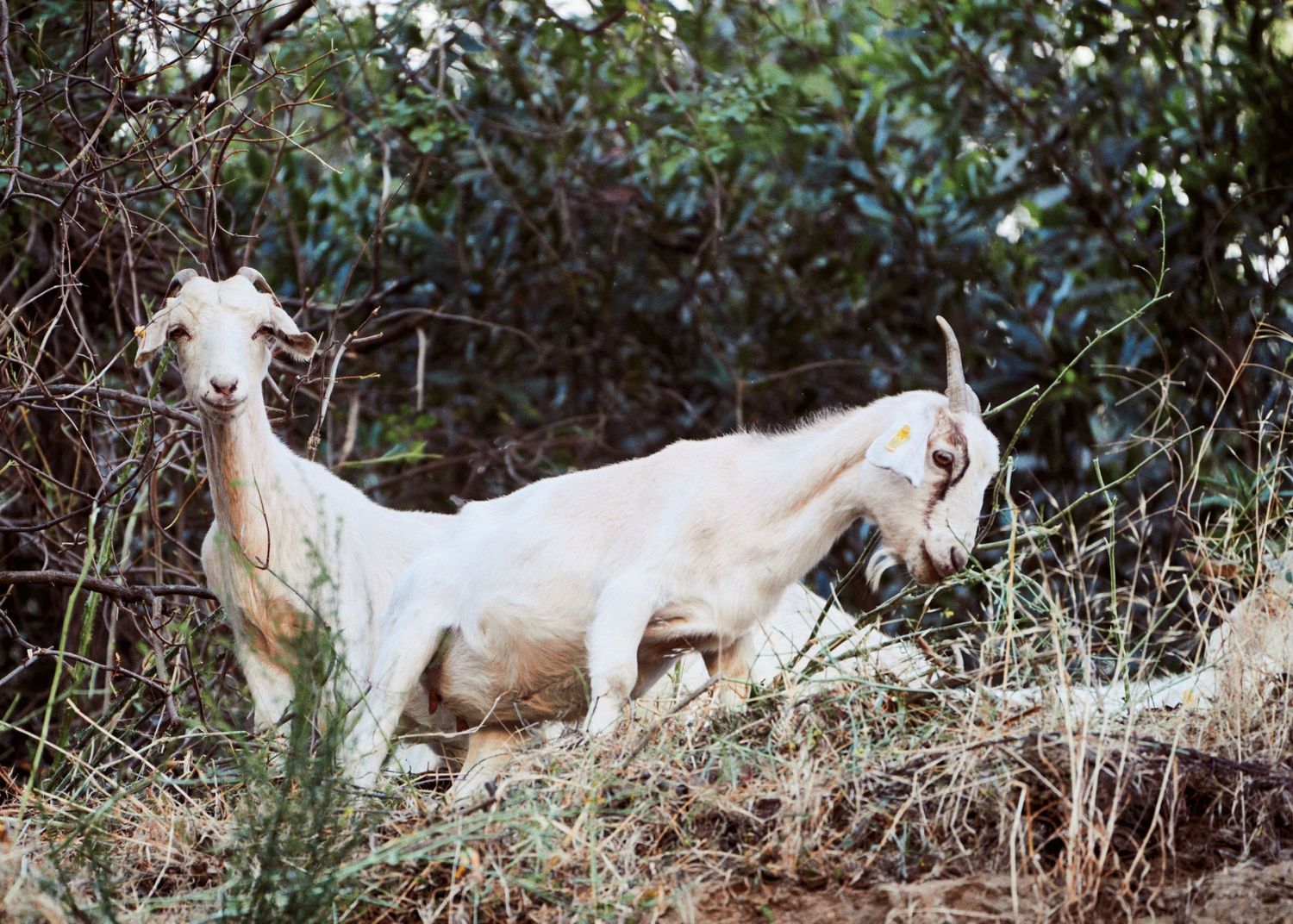 A white goat stands on a hillside among dense brush and native vegetation in the Arroyo Seco in Pasadena, Calif.