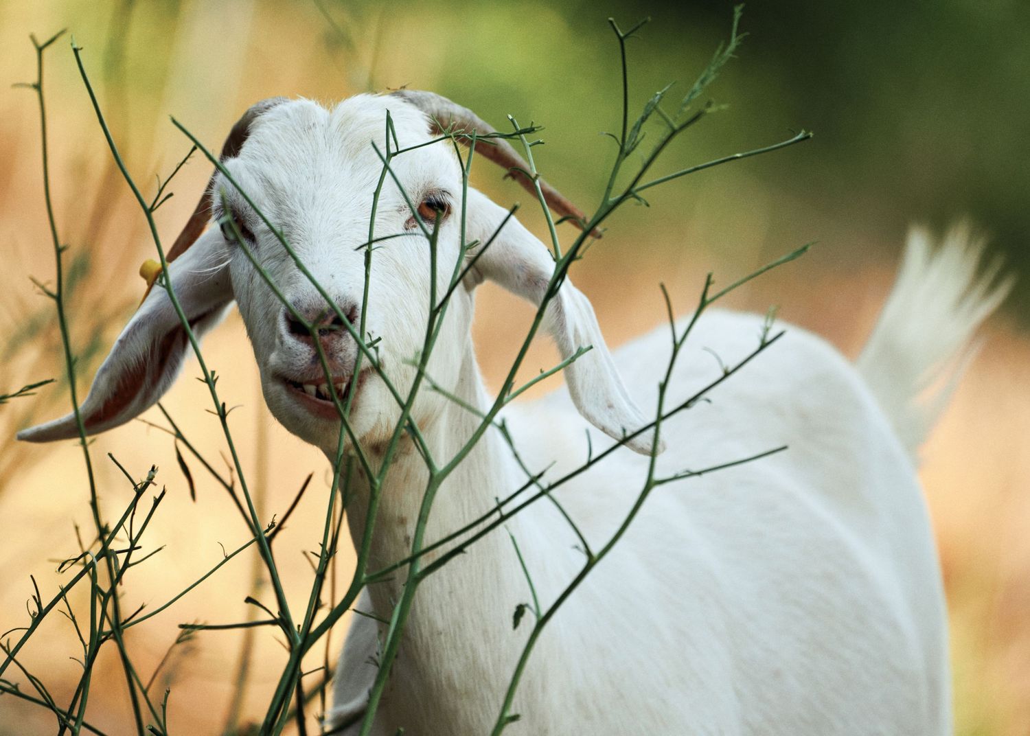 A white goat eats from dry branches of invasive vegetation in the Arroyo Seco during the wildfire-prevention grazing program.