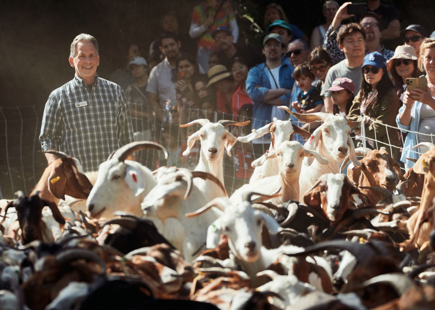 Paul Abess of Capra Environmental Services stands amid the herd as goats move through a fenced enclosure in the Arroyo Seco.