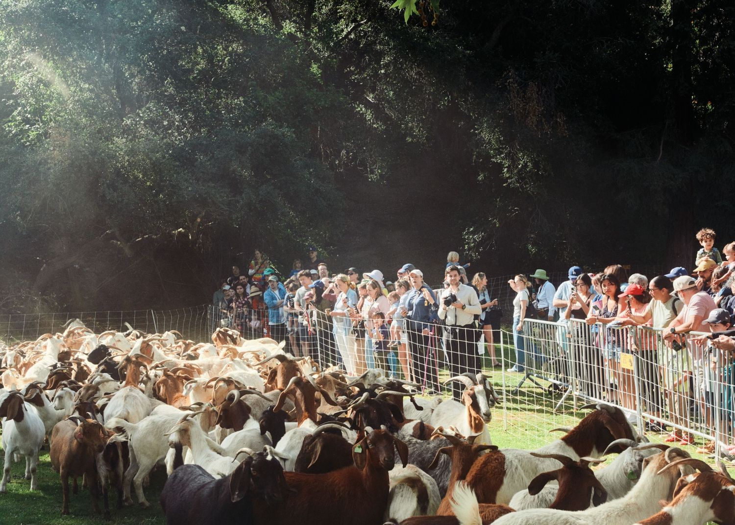 A large herd of goats corralled by metal barriers while crowds of spectators watch at an outdoor event.