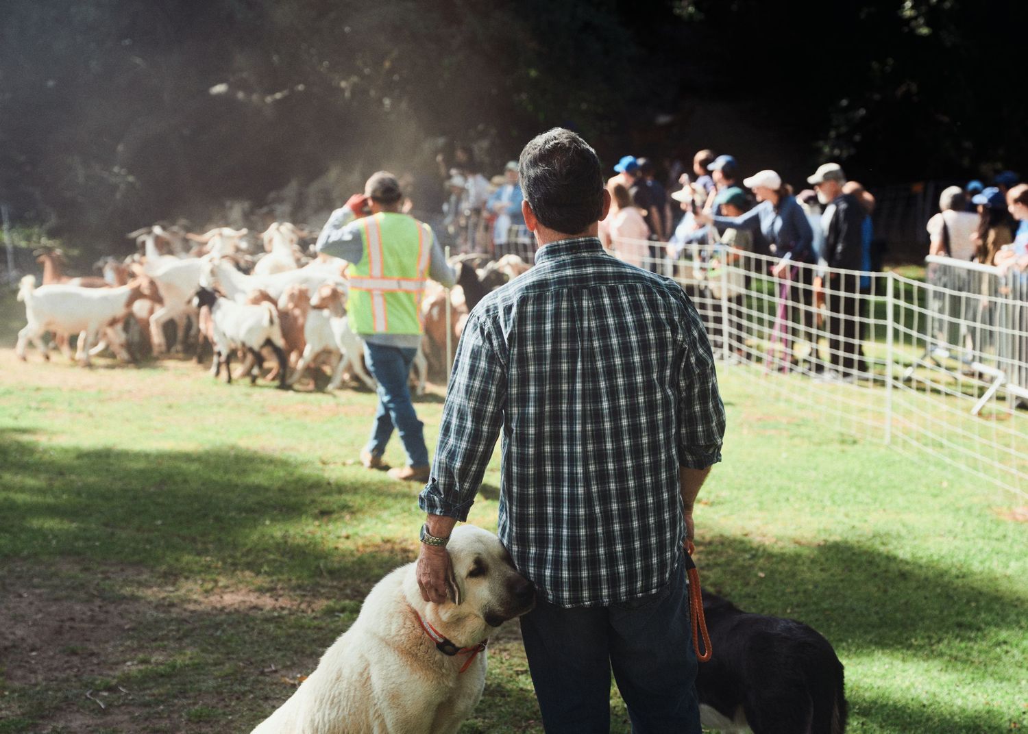 A livestock guardian dog stands at Paul Abess's side as the last goats in the herd move toward the Arroyo Seco during release.
