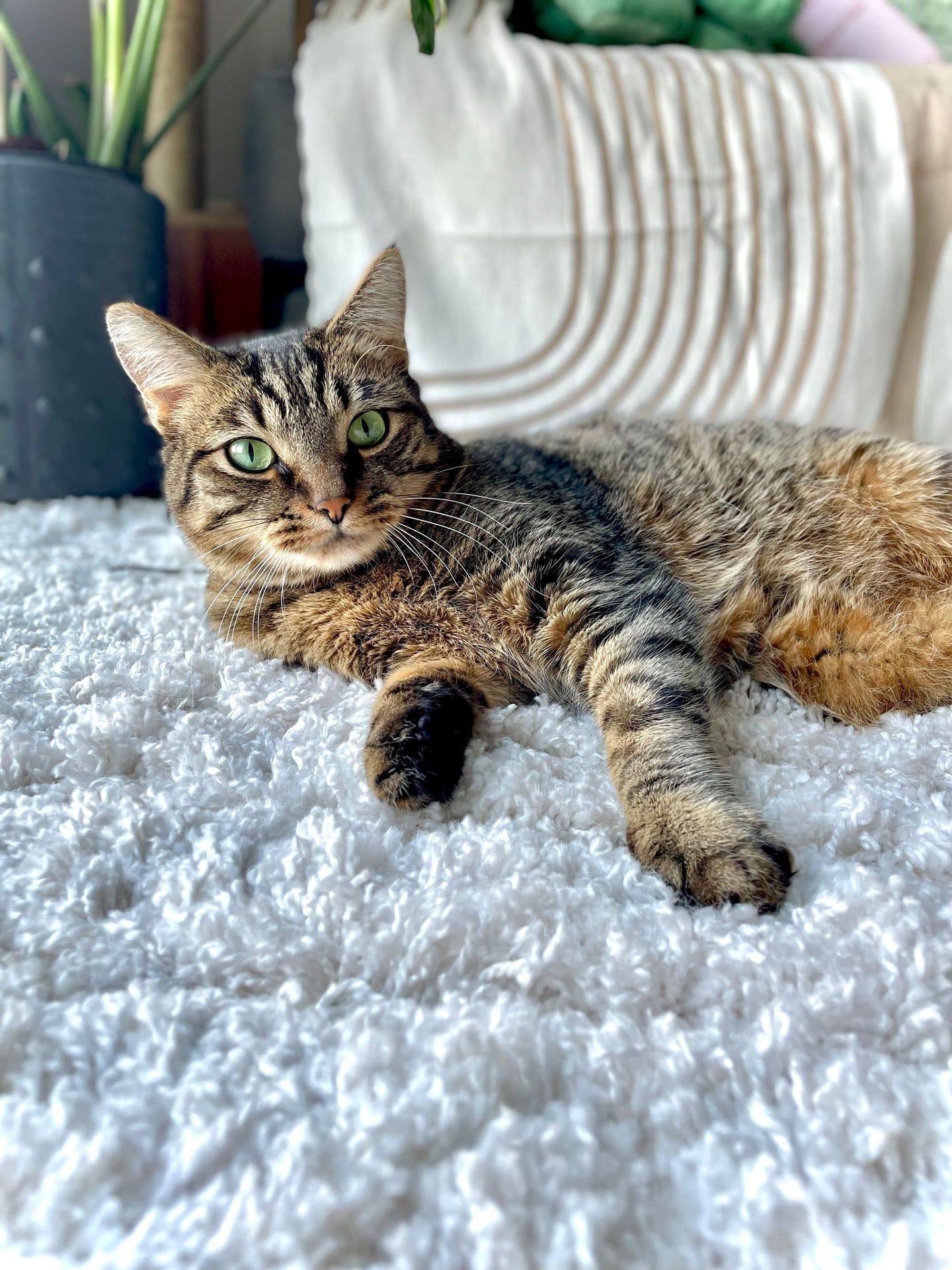 Dayna, wedding and lifestyle photographer's personal pet (cat) photo