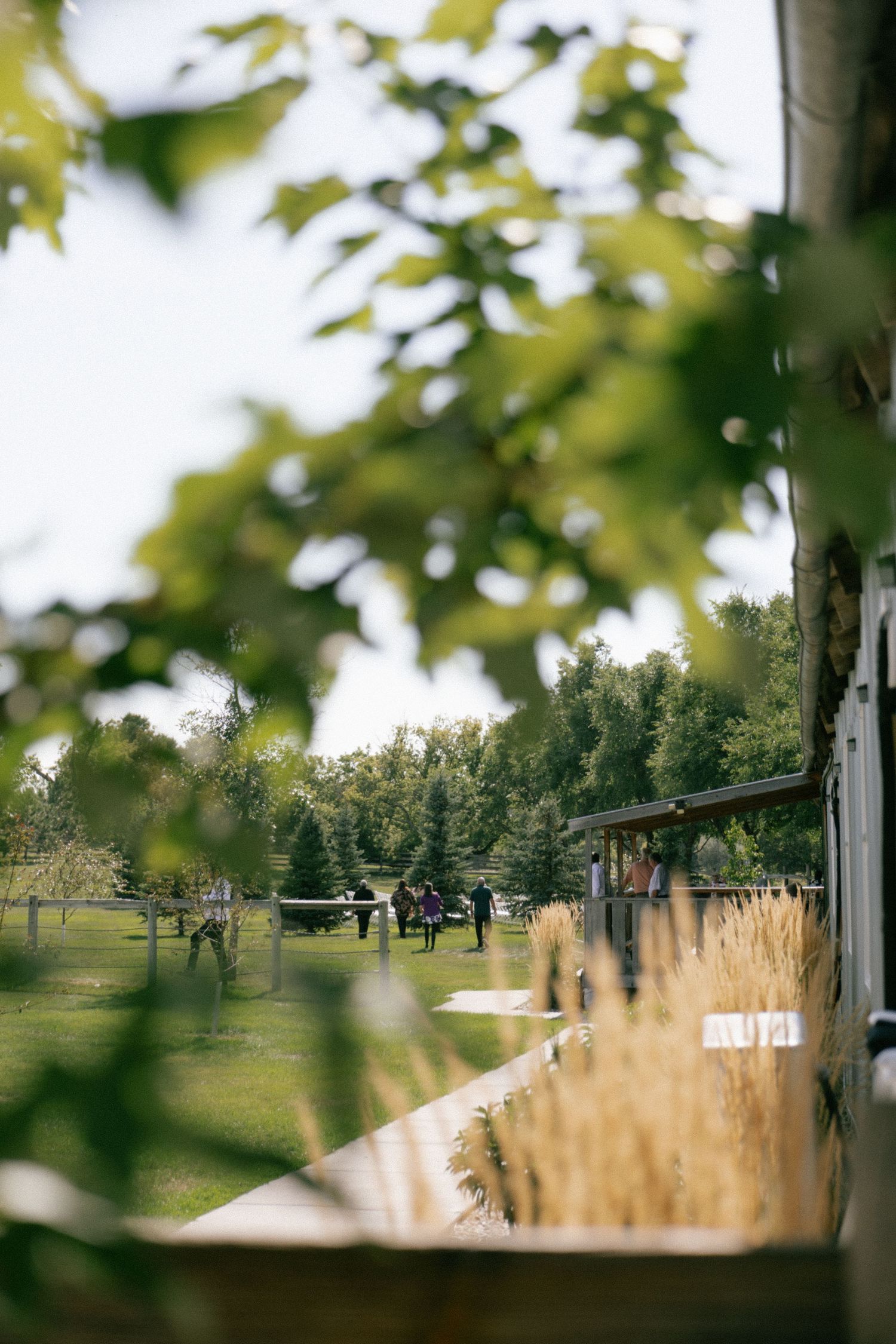 Lush green outdoor venue with guests gathered on manicured lawn, framed by maple tree leaves in foreground.