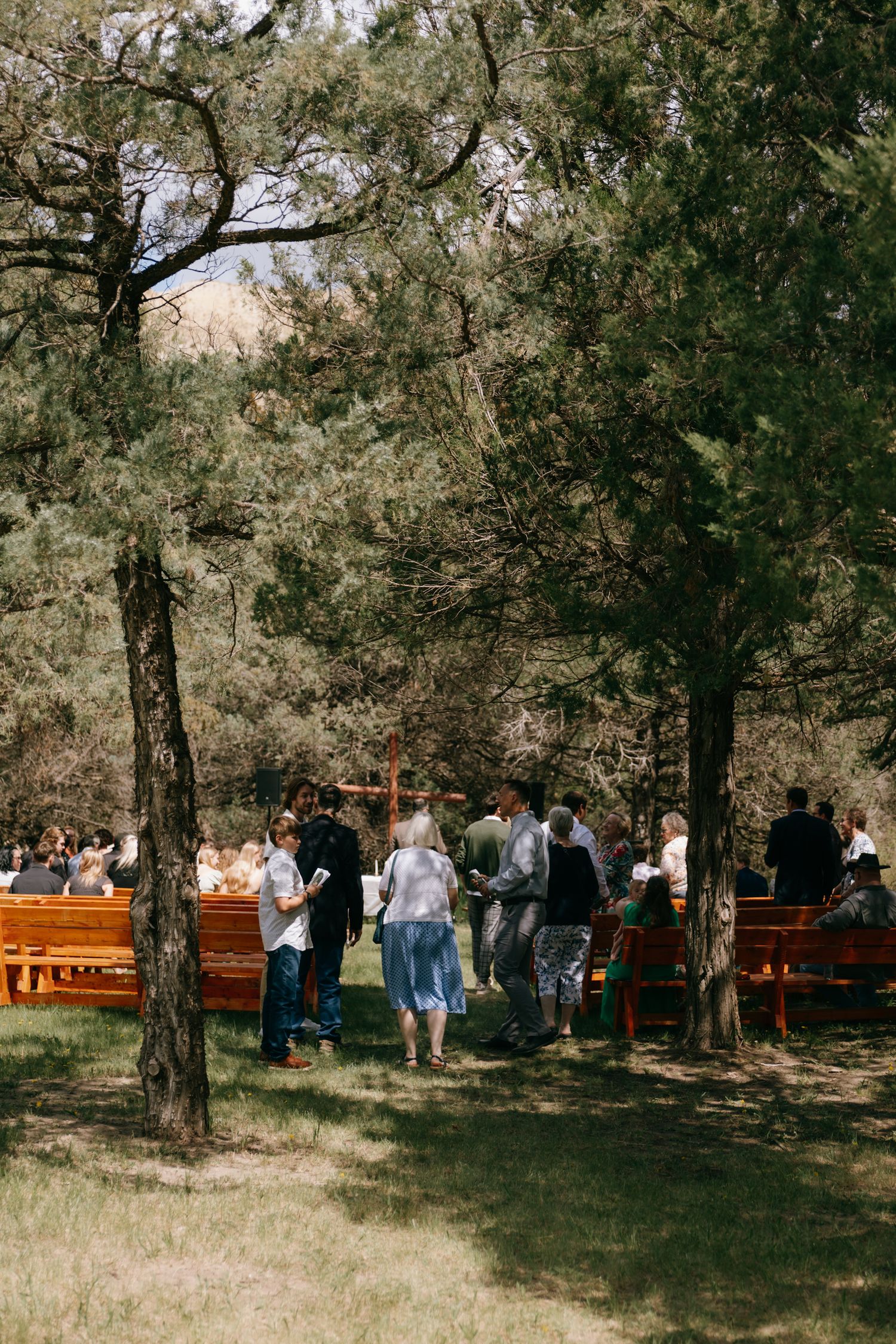 Wedding guests mingle among tall pine trees beside wooden benches at an outdoor woodland ceremony.