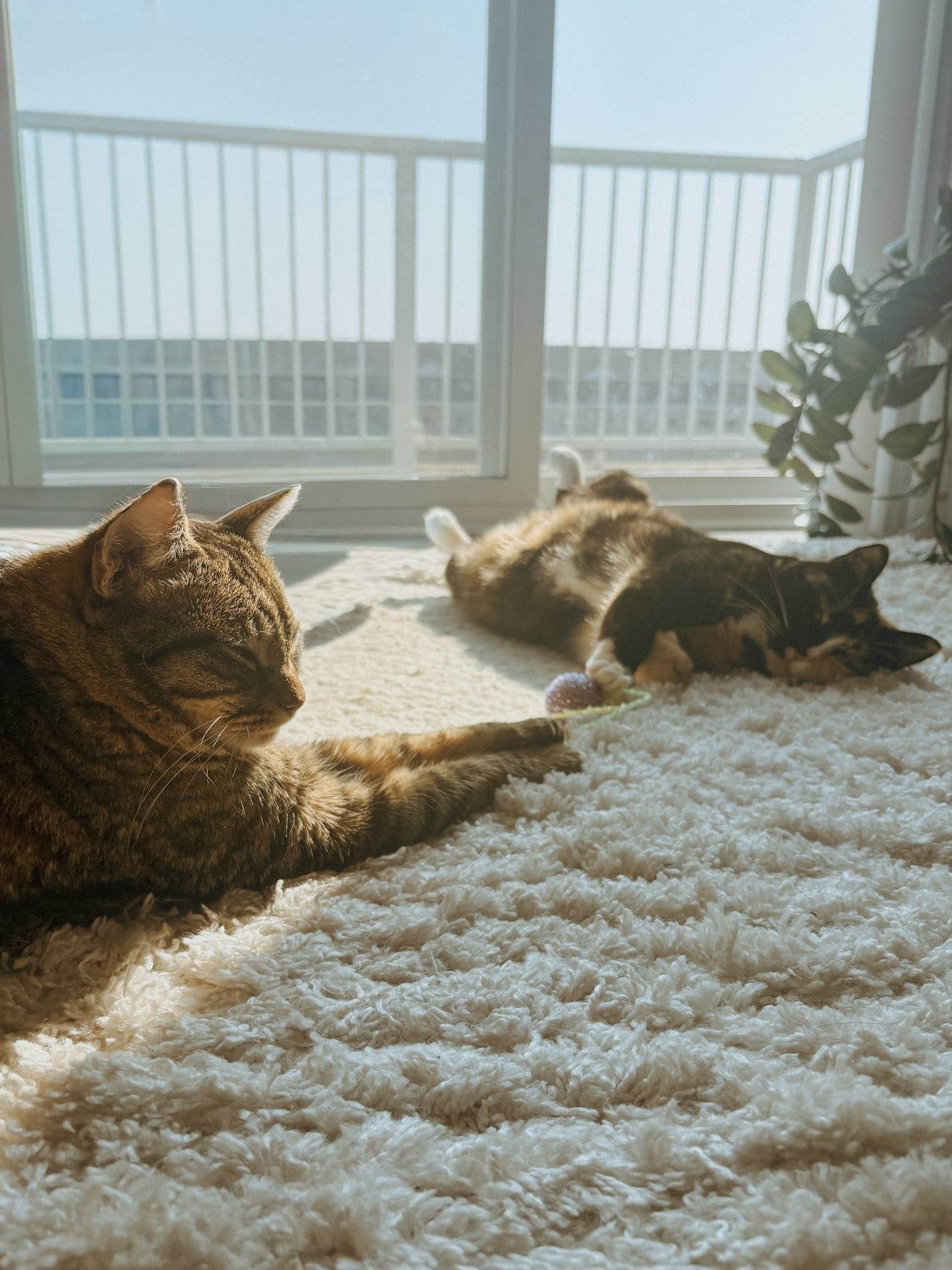 Dayna, wedding and lifestyle photographer's personal pet (cat) photo