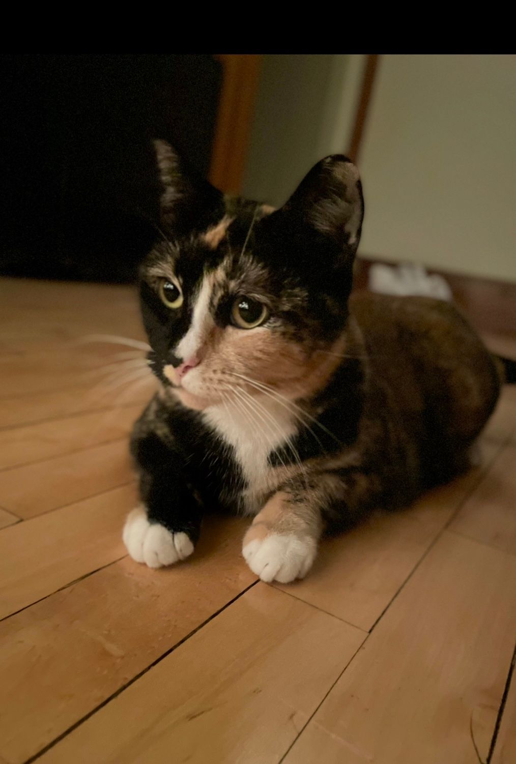 Dayna, wedding and lifestyle photographer's personal pet (cat) photo