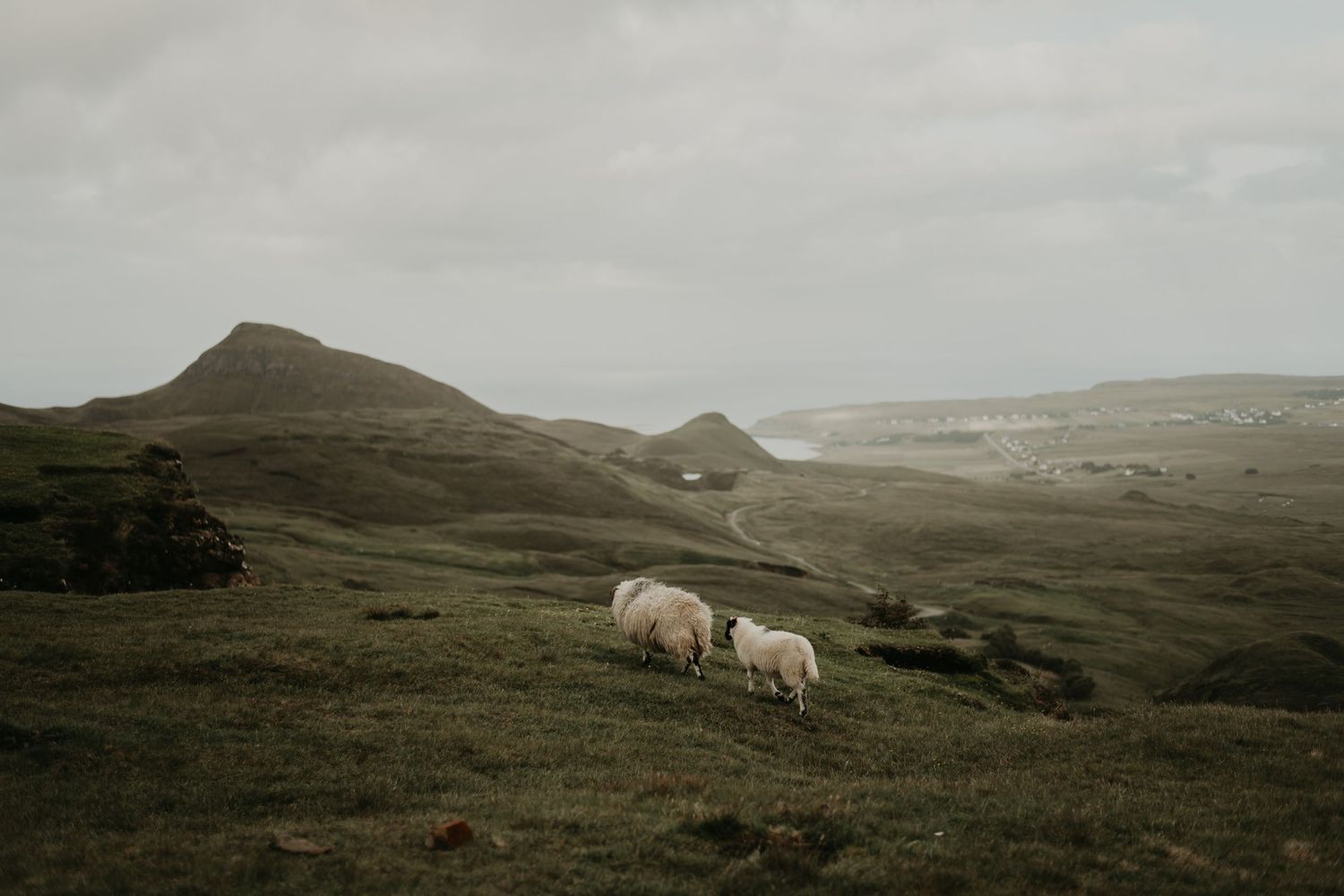 Misty Scottish highlands landscape with rolling hills and grazing sheep in Isle of Skye Scotland.