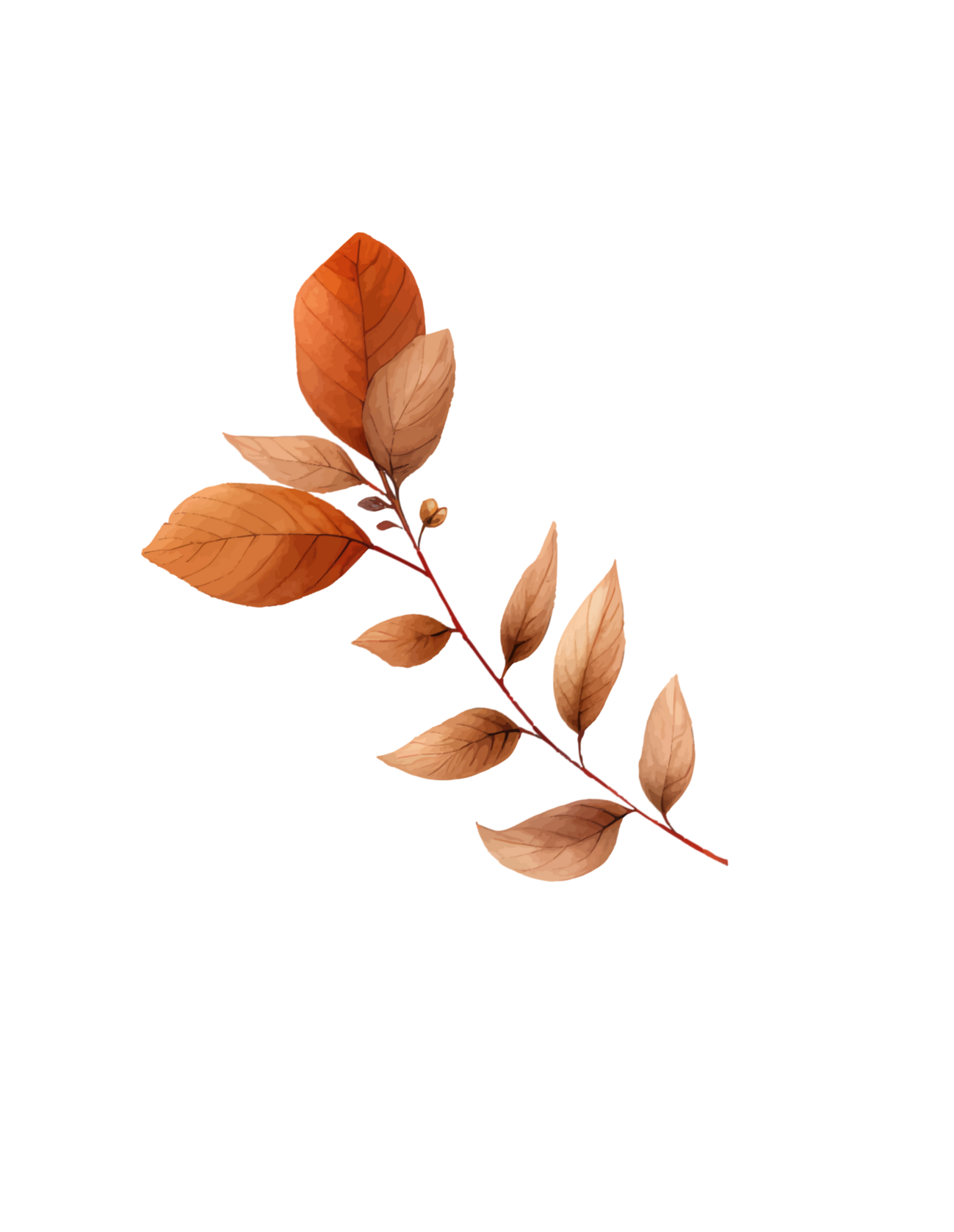 Orange autumn leaves arranged artistically on white background to create decorative pattern.