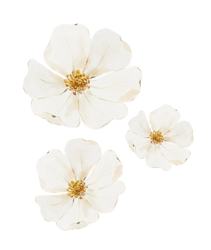Three delicate white flowers with golden centers displayed on white background.