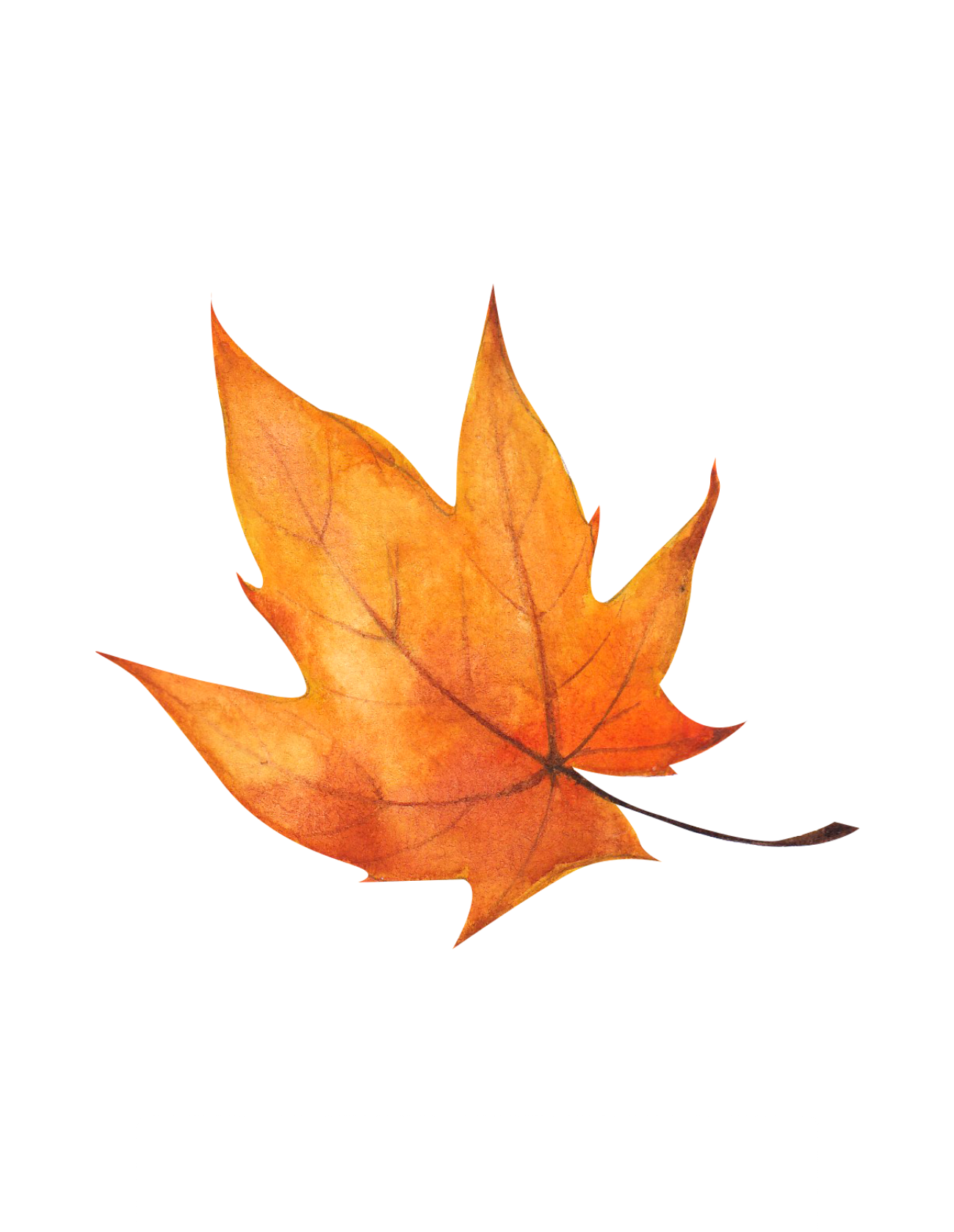 Five autumn maple leaves in bright orange color arranged horizontally showing seasonal fall foliage.