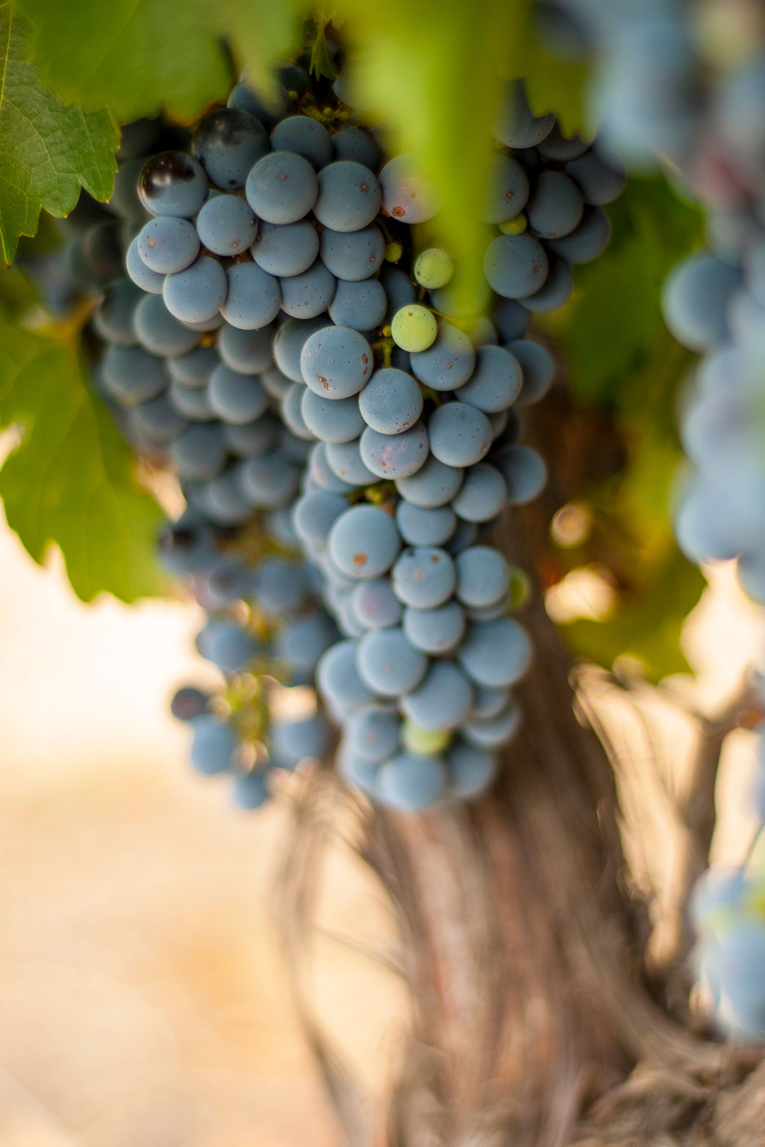 © Cove Media LLC. All Rights Reserved. It is Illegal to copy or use our images without written permission. (919-510-1233)