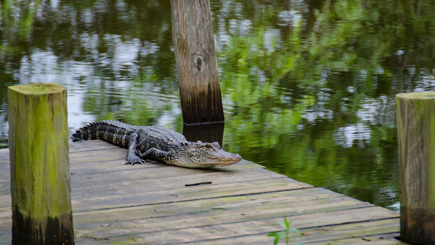 © Cove Media LLC. All Rights Reserved. It is Illegal to copy or use our images without written permission. (919-510-1233)