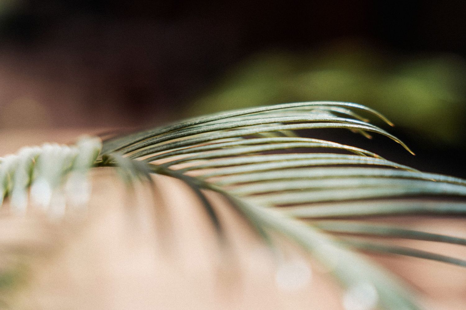 Close-up macro photograph of a green tropical palm frond casting soft shadows with shallow depth of field.
