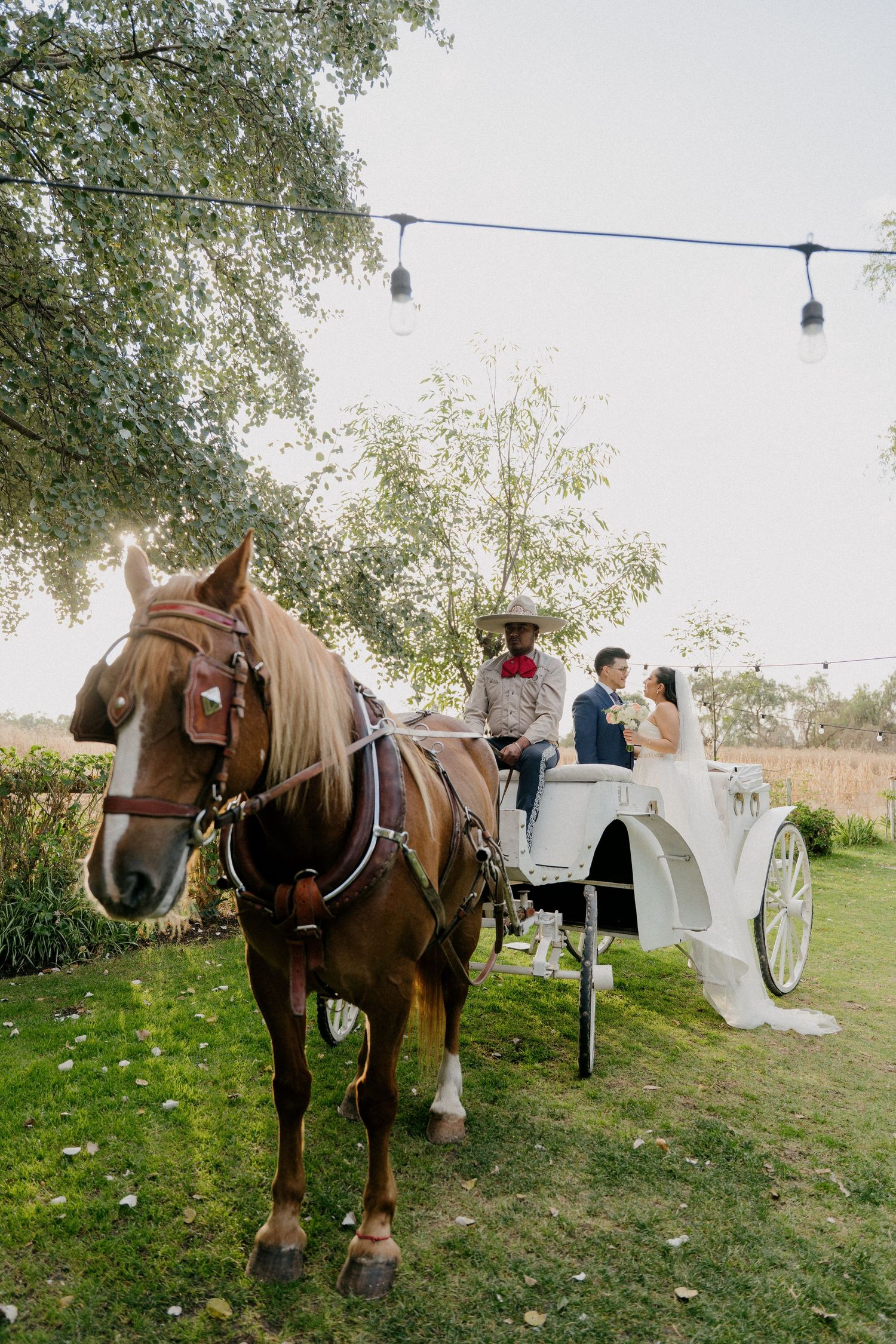 Horse-drawn carriage with string lights and trees in background at outdoor wedding venue.