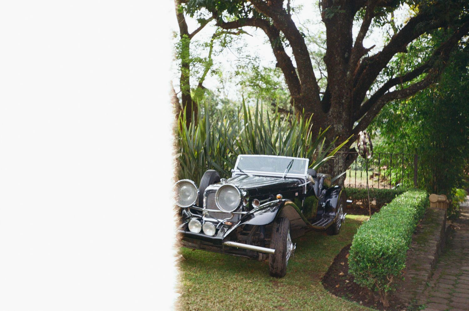 Vintage classic cars parked under large trees in a garden setting with lush greenery and dappled sunlight.