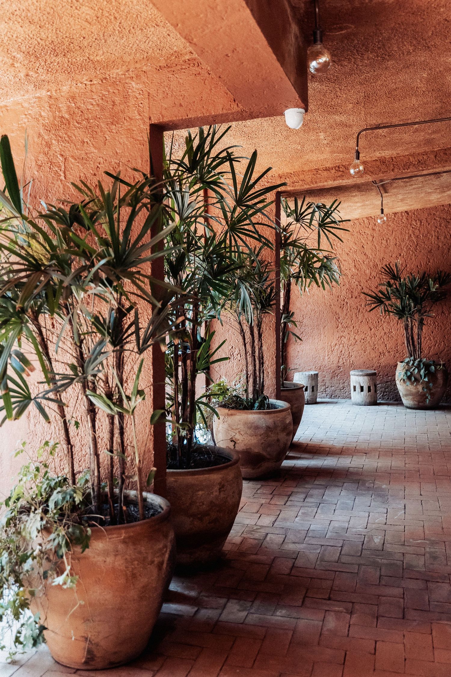 Rustic terracotta walkway lined with potted palm plants and tropical greenery against a warm adobe wall.