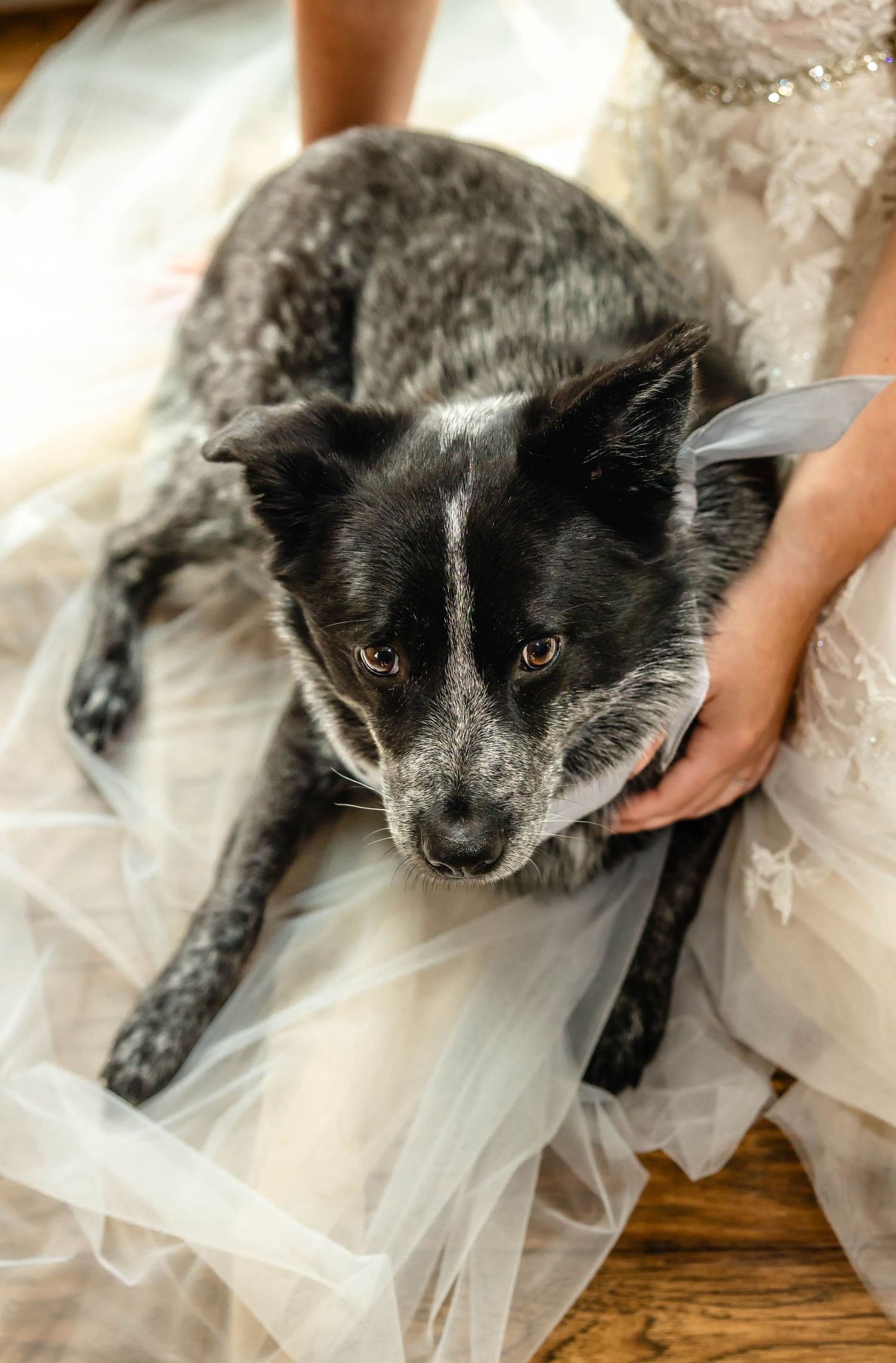 Close-up portrait of a gray and black dog resting on white tulle fabric.