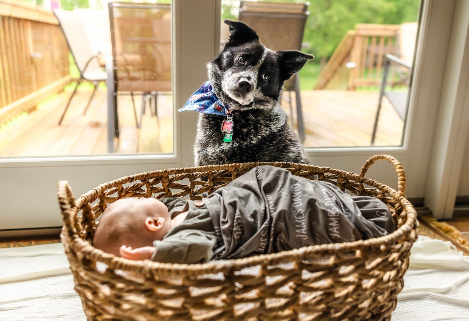 A curious black dog looks over at a baby resting in a basket by a window.