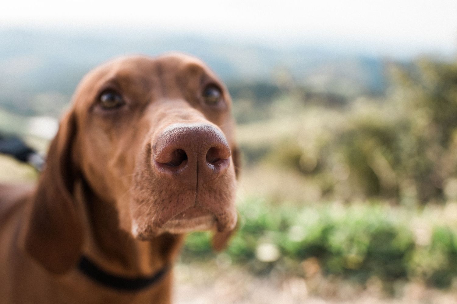Close-up view of a brown dog's nose and eyes in natural lighting.