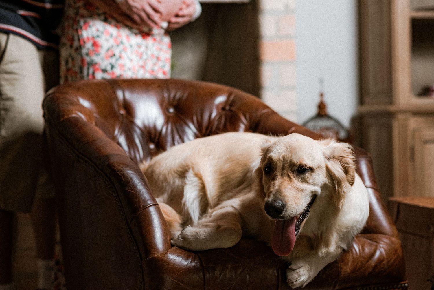 Golden retriever lounges comfortably on brown leather furniture in home setting.
