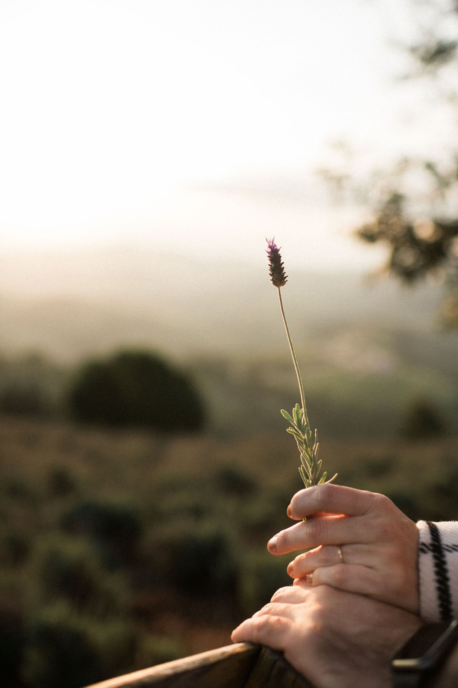 Hands hold a delicate wildflower stem against sunset mountain backdrop.