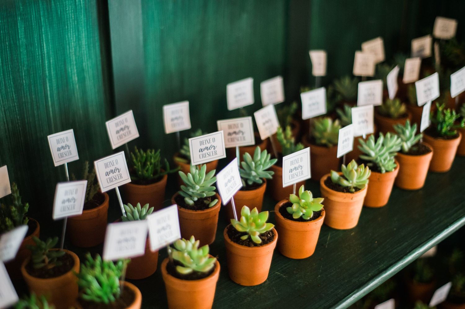 Small potted succulent plants arranged as wedding favors with name cards.