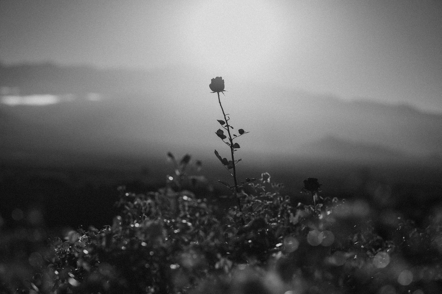 Black and white photo of a single rose stem silhouetted against a misty, glowing landscape at dusk.