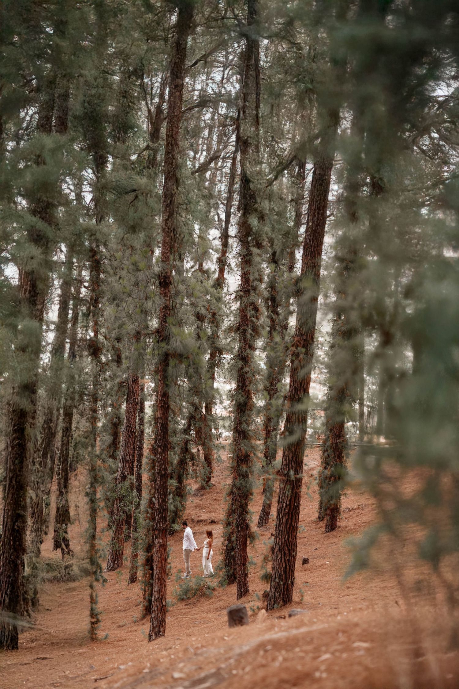 A serene forest path winds through tall pine trees with reddish-brown soil and scattered pine needles on the ground.
