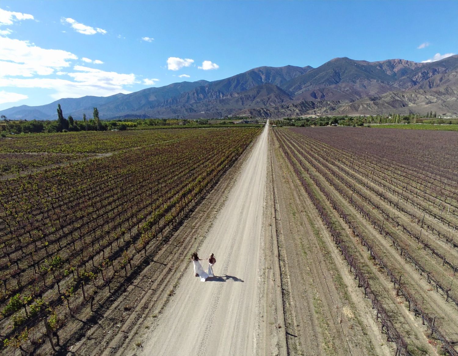 A dirt road runs through rows of planted vineyards with rugged mountains rising in the background under a blue sky.