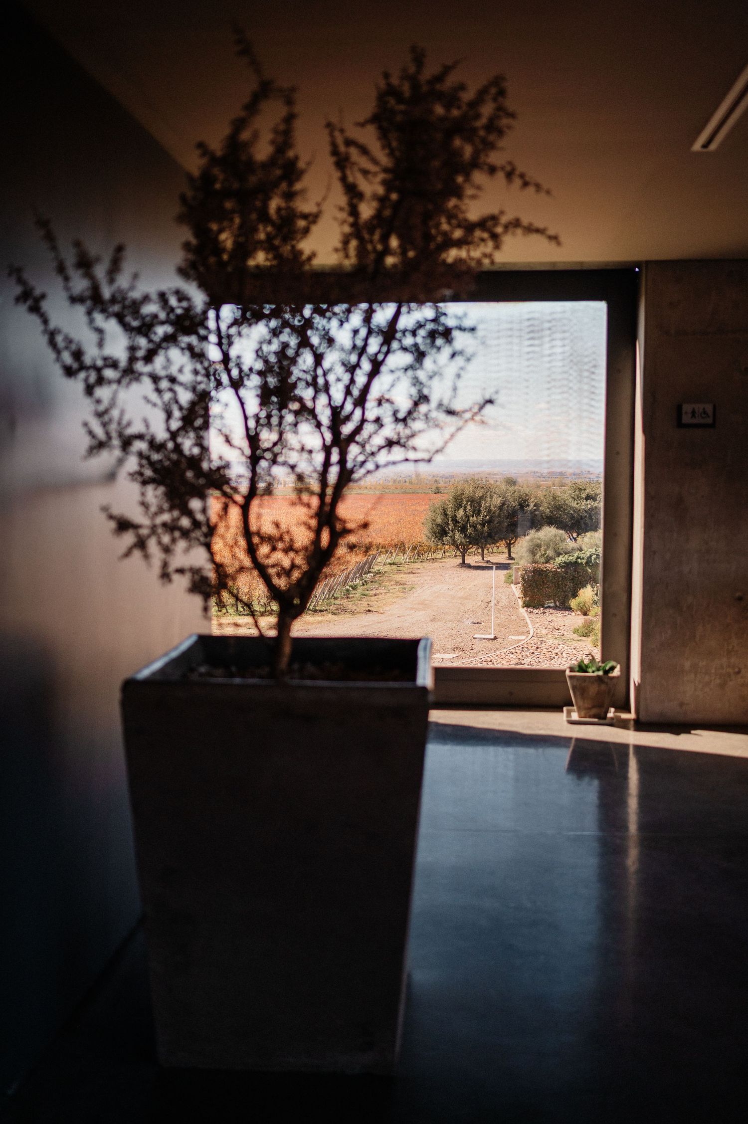 A potted tree casts dramatic shadows on interior walls beside a large window overlooking a sun-drenched arid landscape.