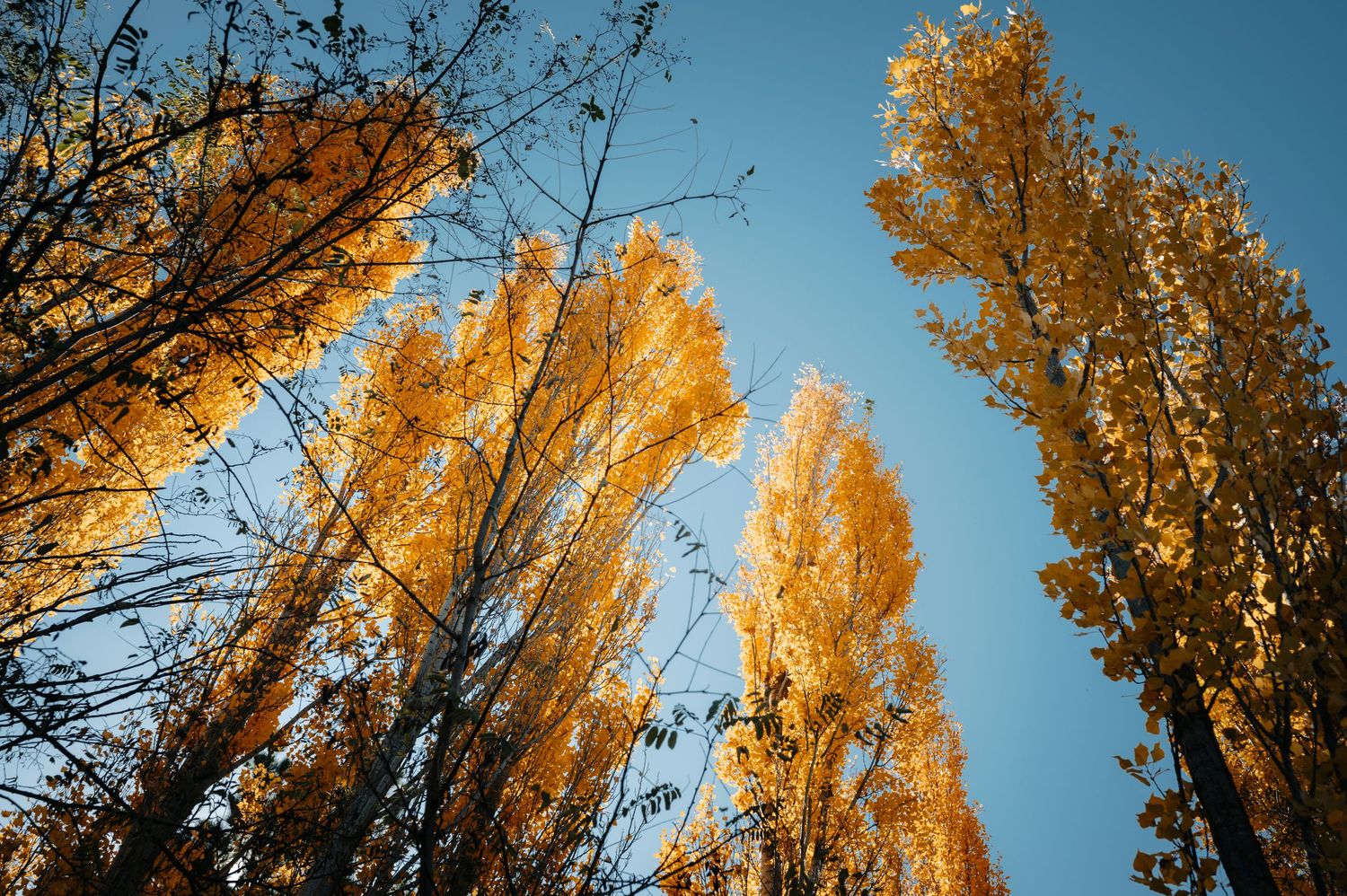 Towering golden poplar trees against bright blue sky photographed from below.