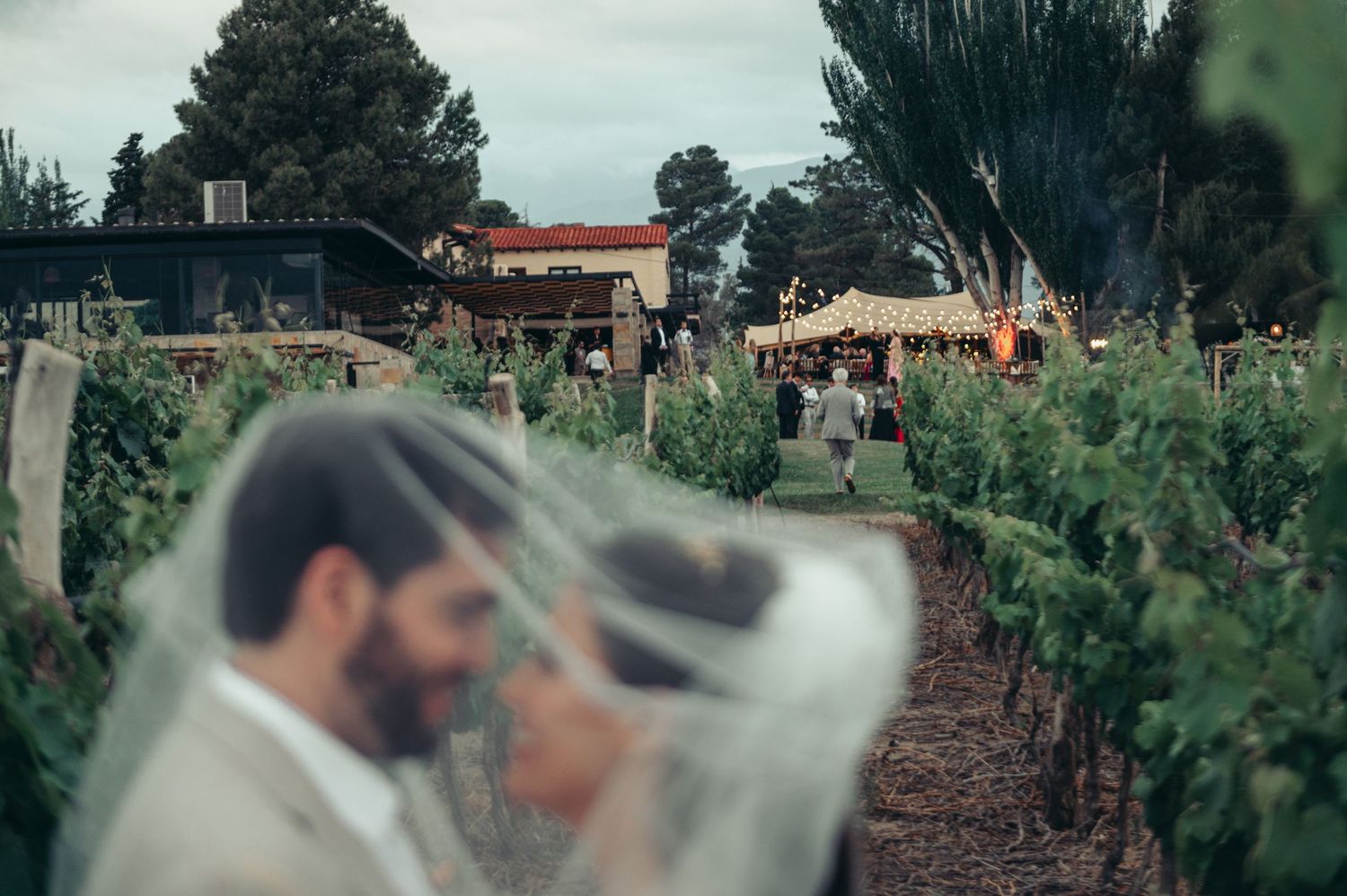 A romantic wedding couple shares a kiss under a delicate veil in a scenic vineyard setting.
