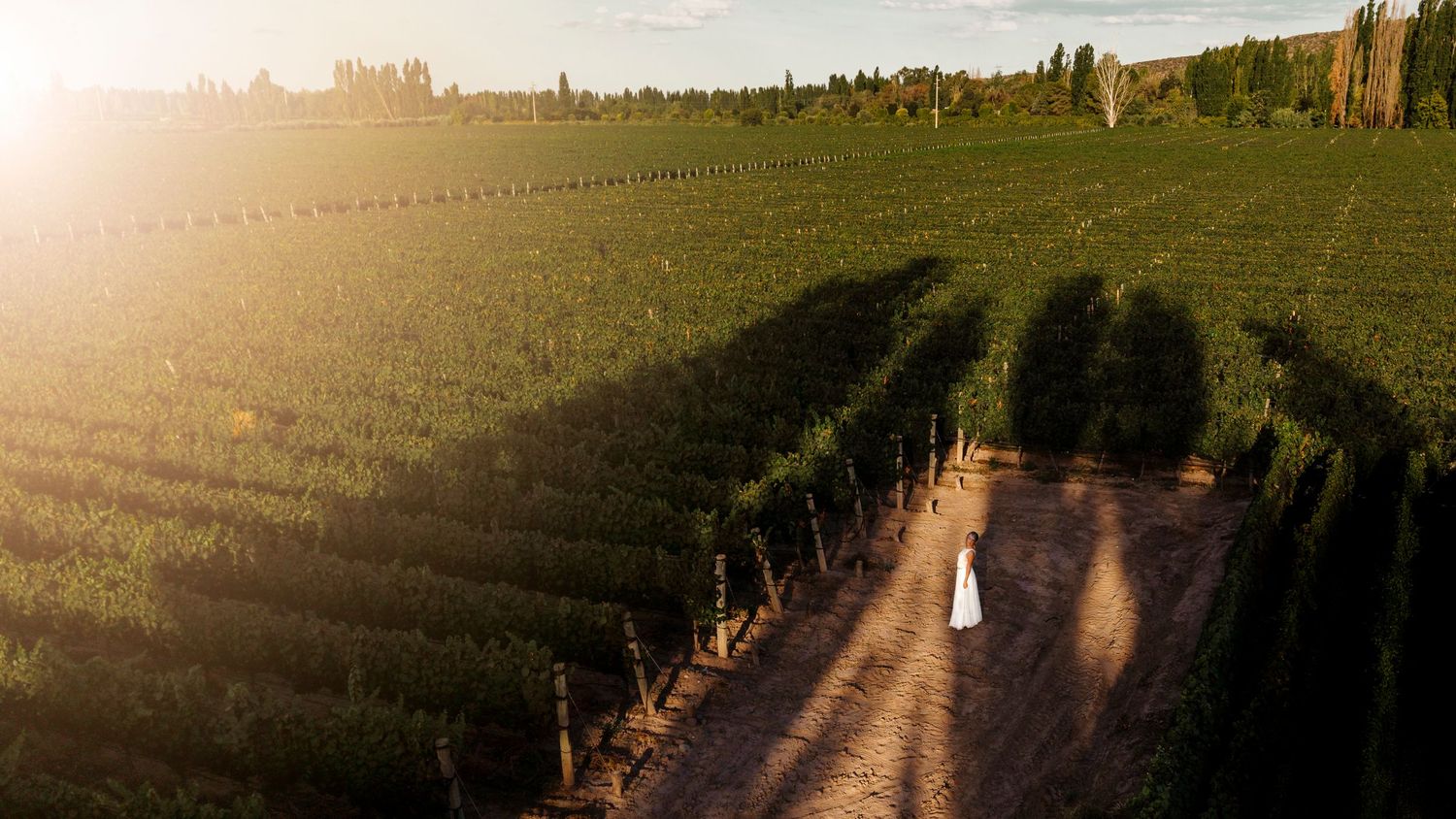 Aerial view of vineyard rows with sunlight casting long shadows.