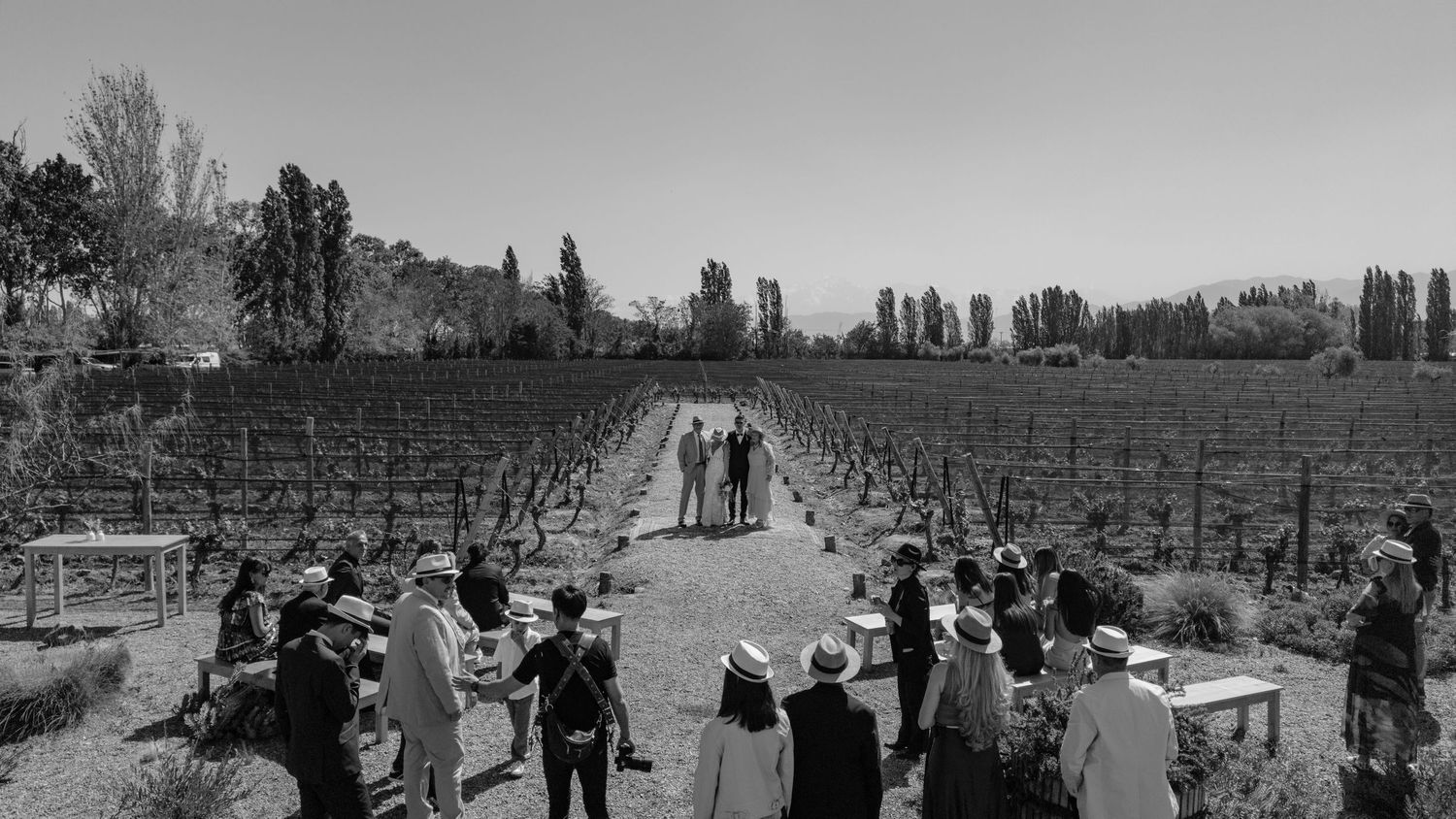 A black and white photograph of people gathered at a vineyard with tall poplar trees lining the path in the distance.