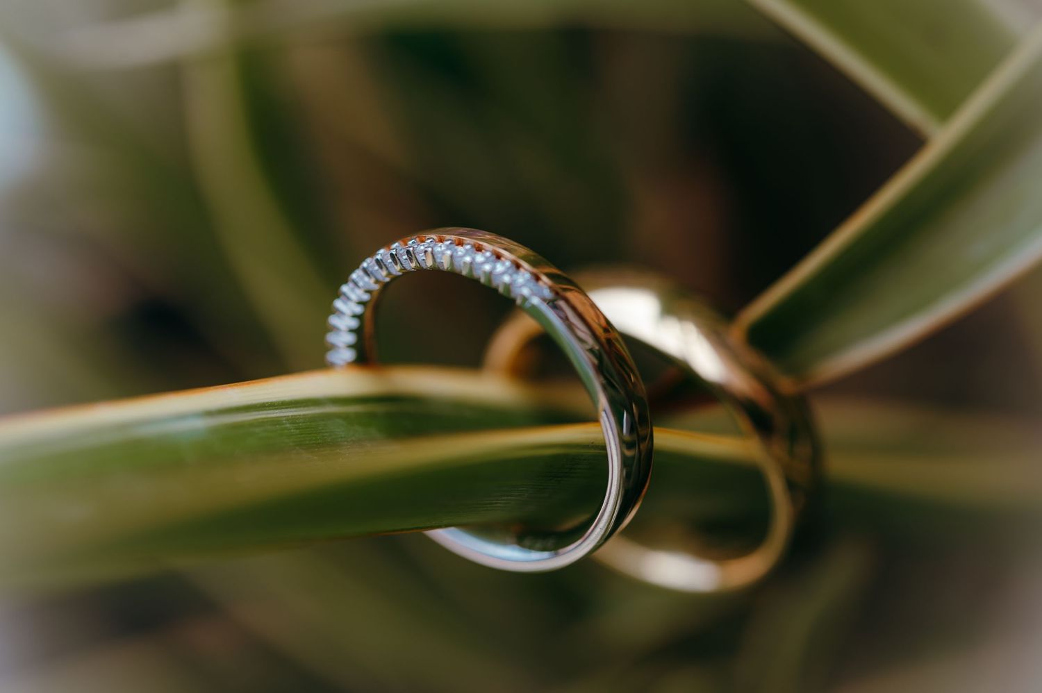 A macro photograph shows a wedding ring and engagement ring nestled among green pine needles. fotografos de boda en mendoza