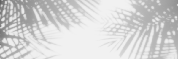 Soft gray palm leaf shadows cast on a white wall, creating a tropical abstract background pattern.