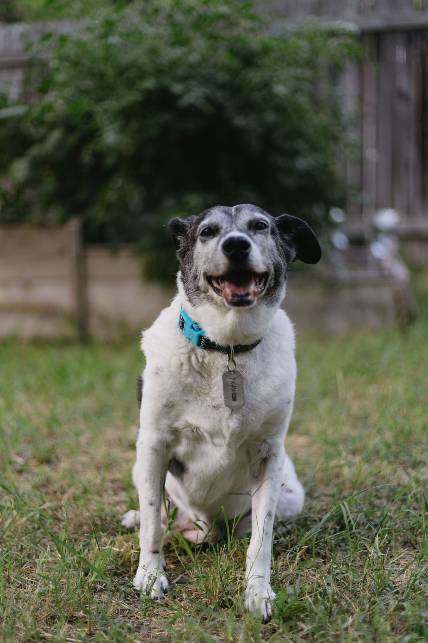 A happy black and white dog wearing a blue collar sits on grass in a backyard.