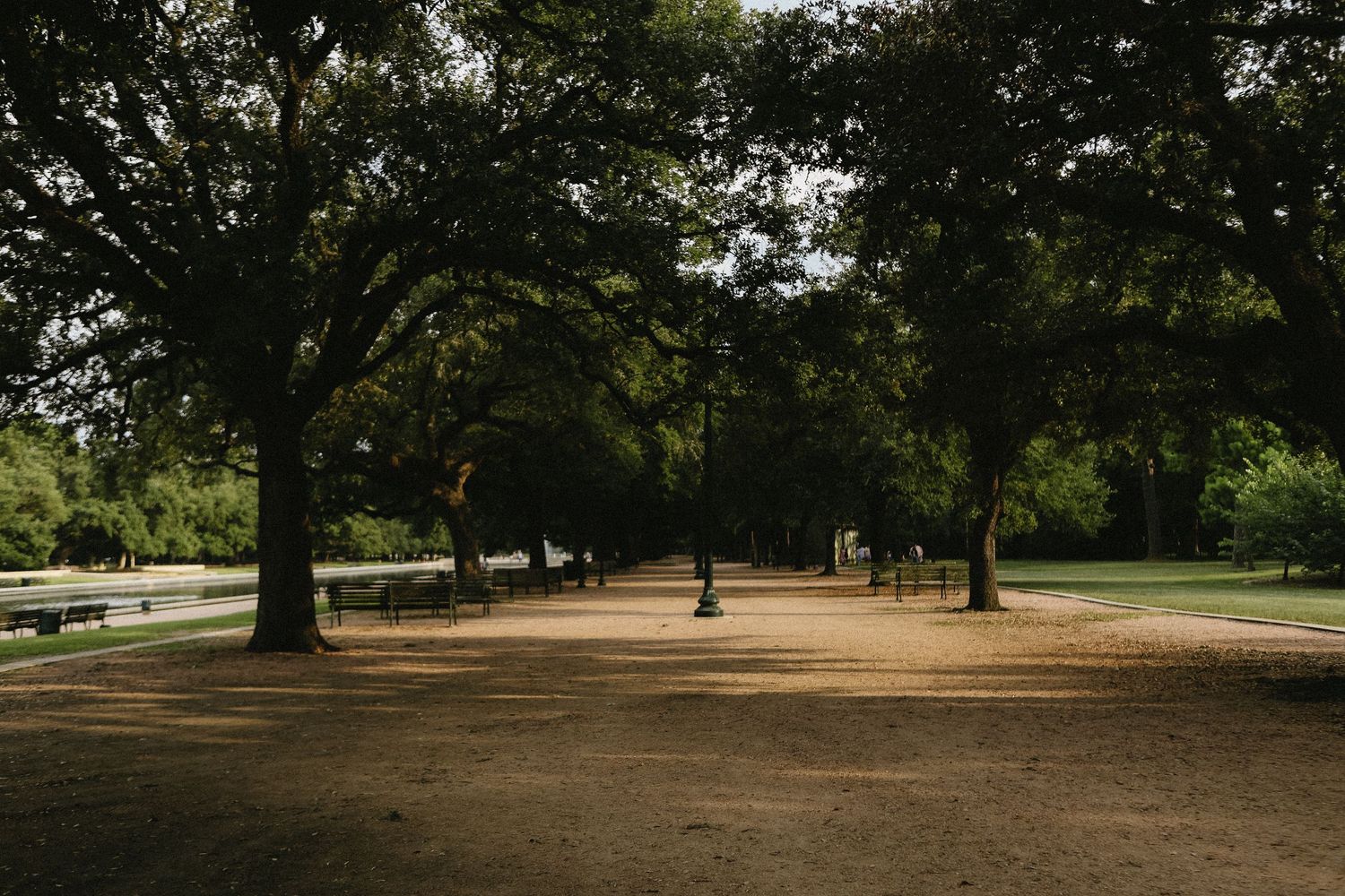 A serene tree-lined park path with benches and lush green canopy on a quiet day.