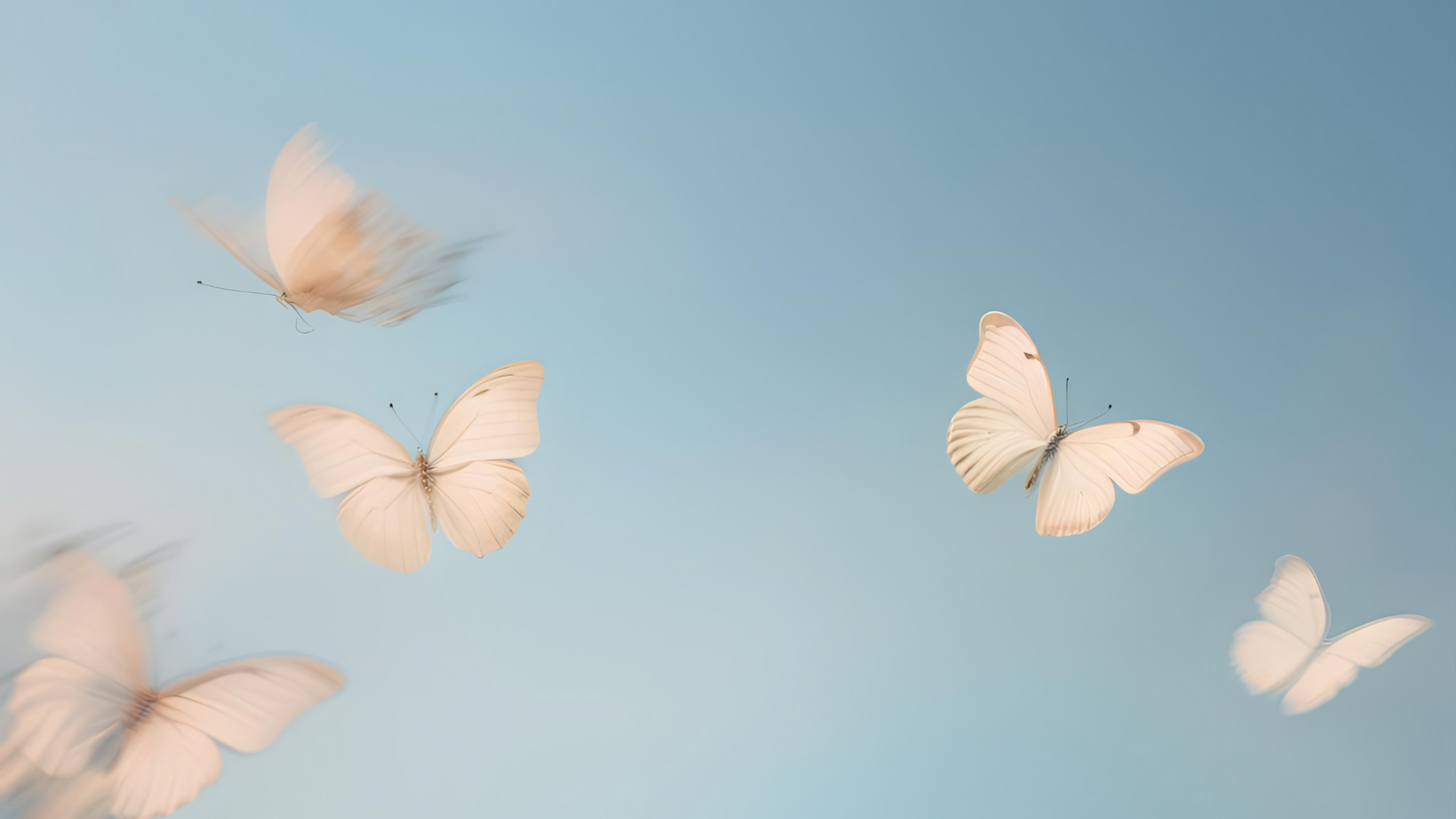 White butterflies floating gracefully against a serene light blue sky background.